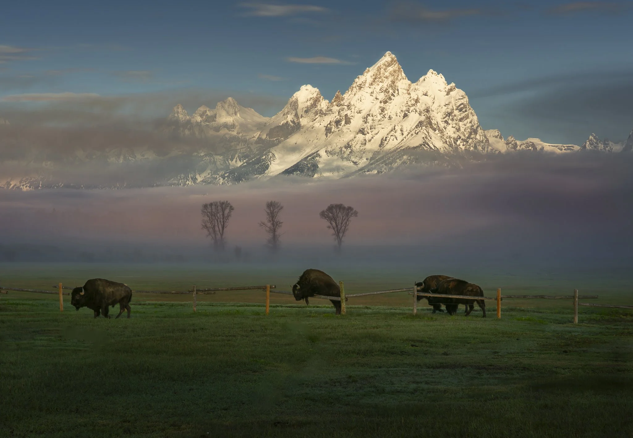 SM 7AB00859-teton bison-3 2.jpg