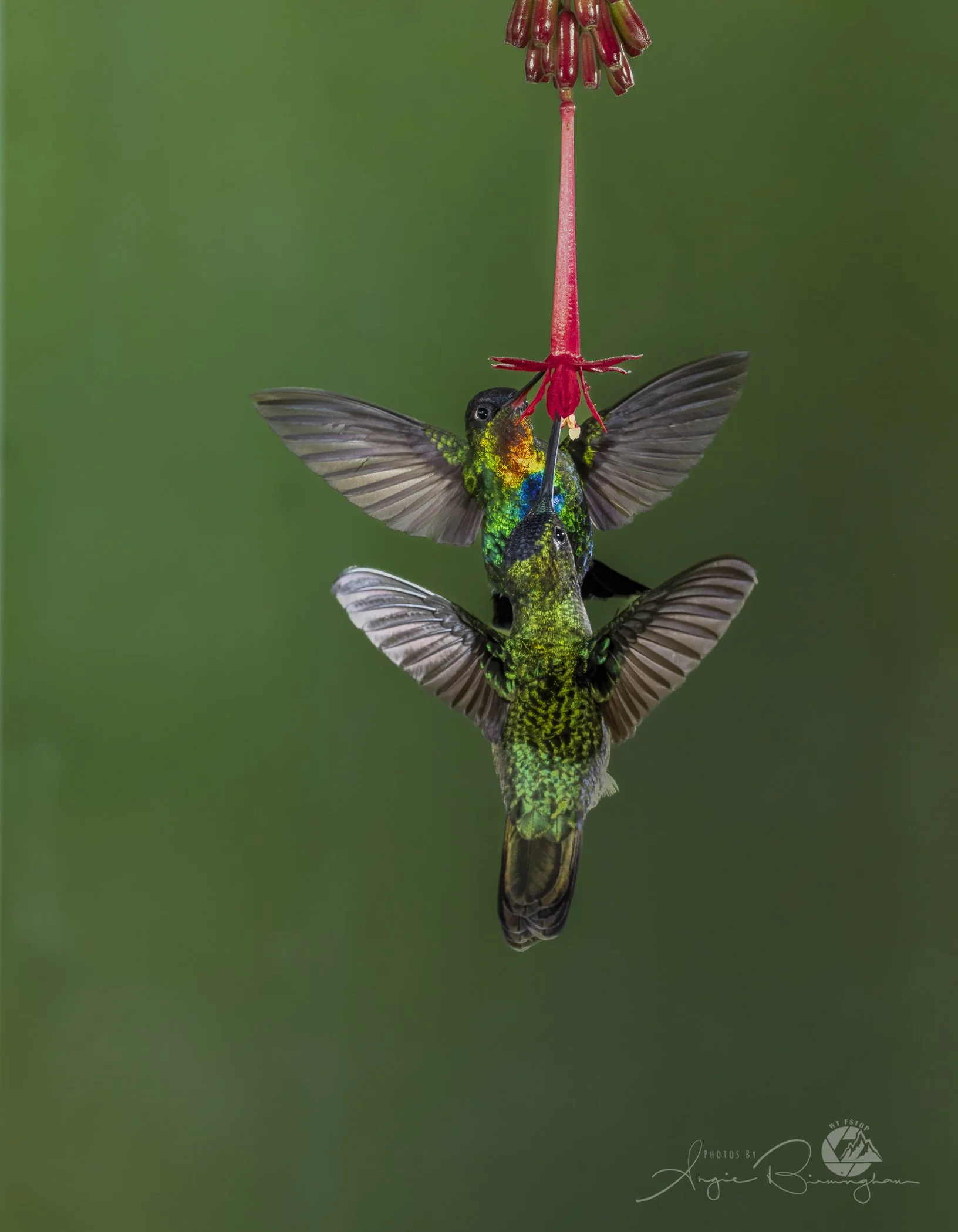 SM 2 hummingbirds.jpg