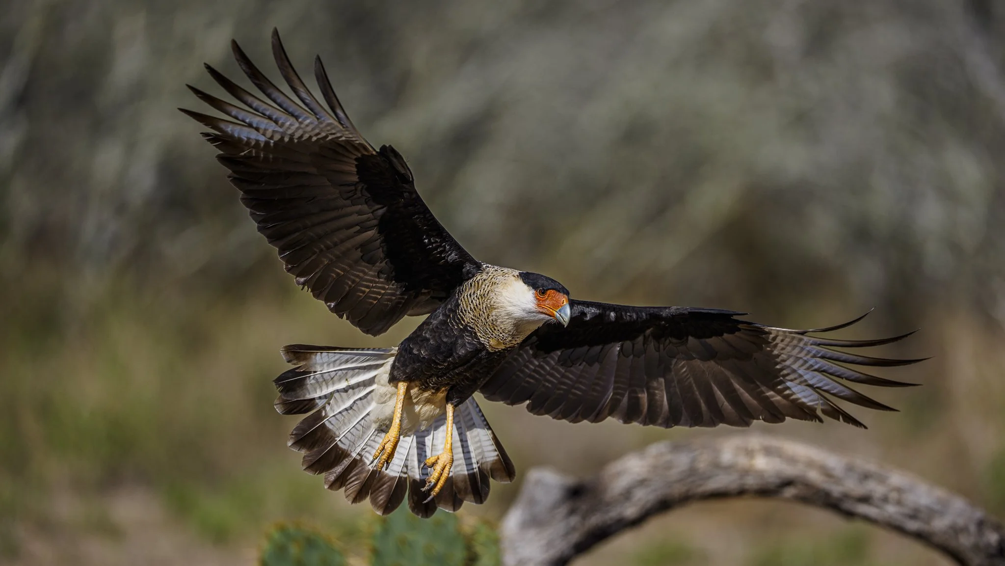 Caracara-129717.jpeg