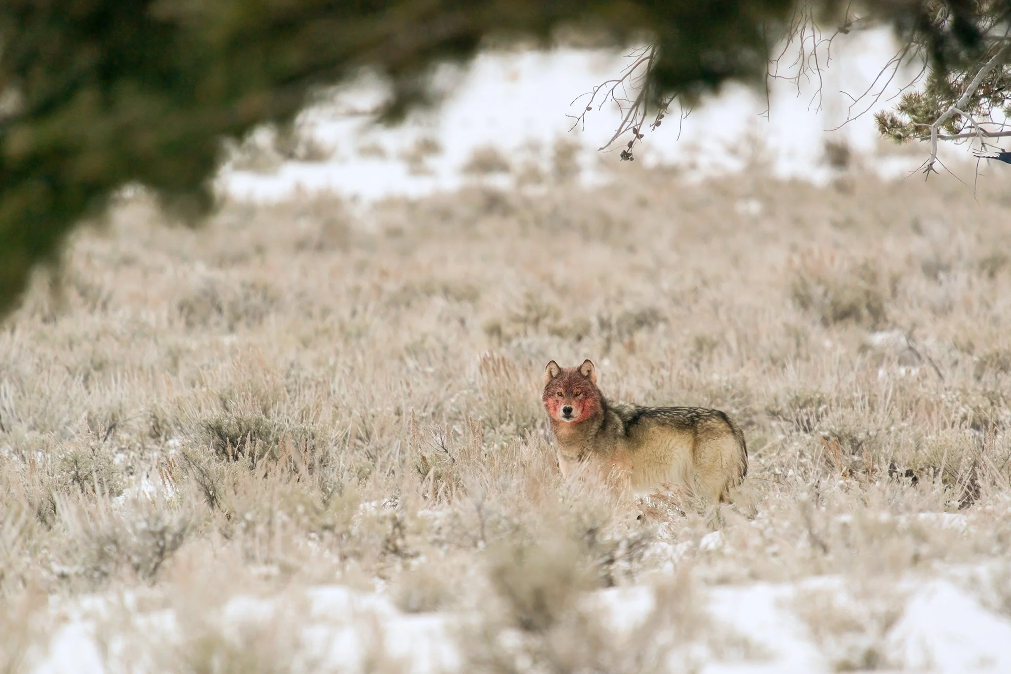 Wolf FB_DSC0217-denoise.jpg