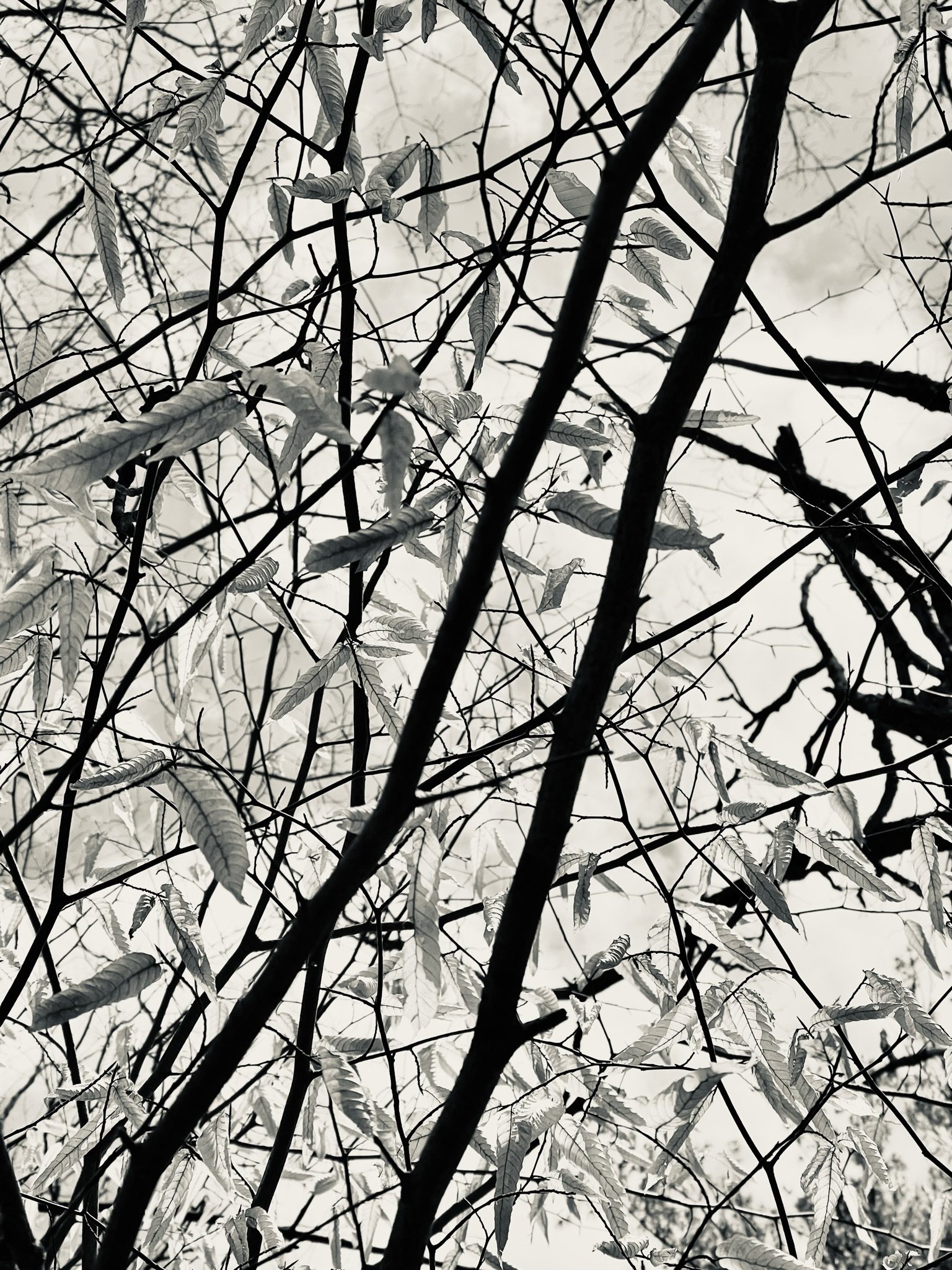 15A20A30-E7AB-42B3-A84E-4761C400588F.jpeg