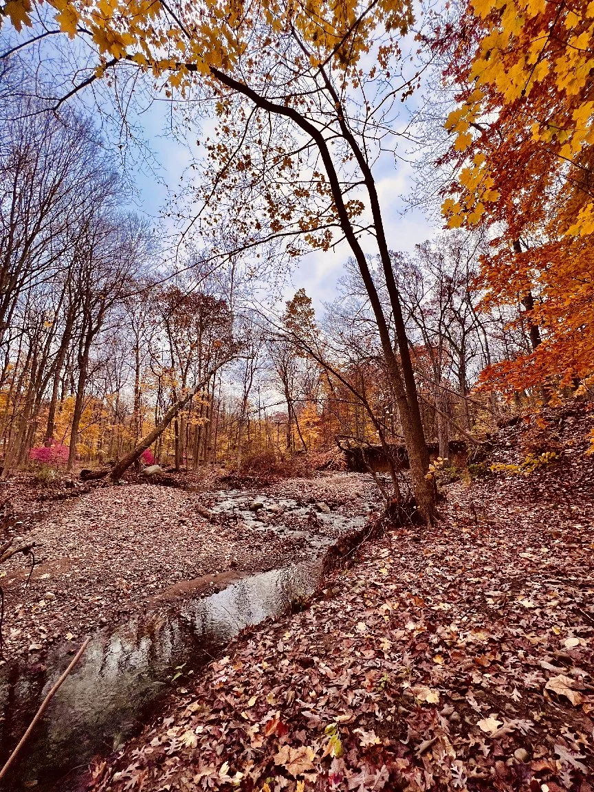fallleaves.JPG