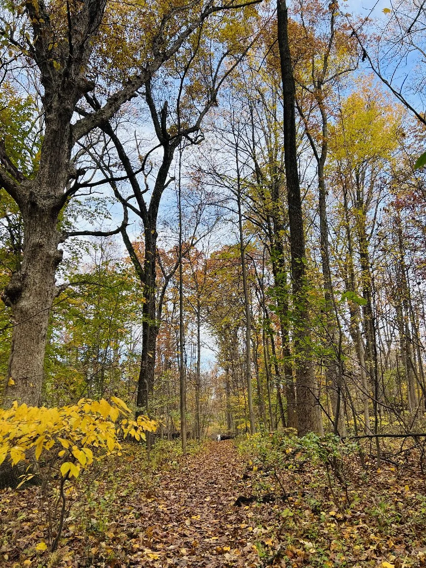 fallleaves_2.JPG