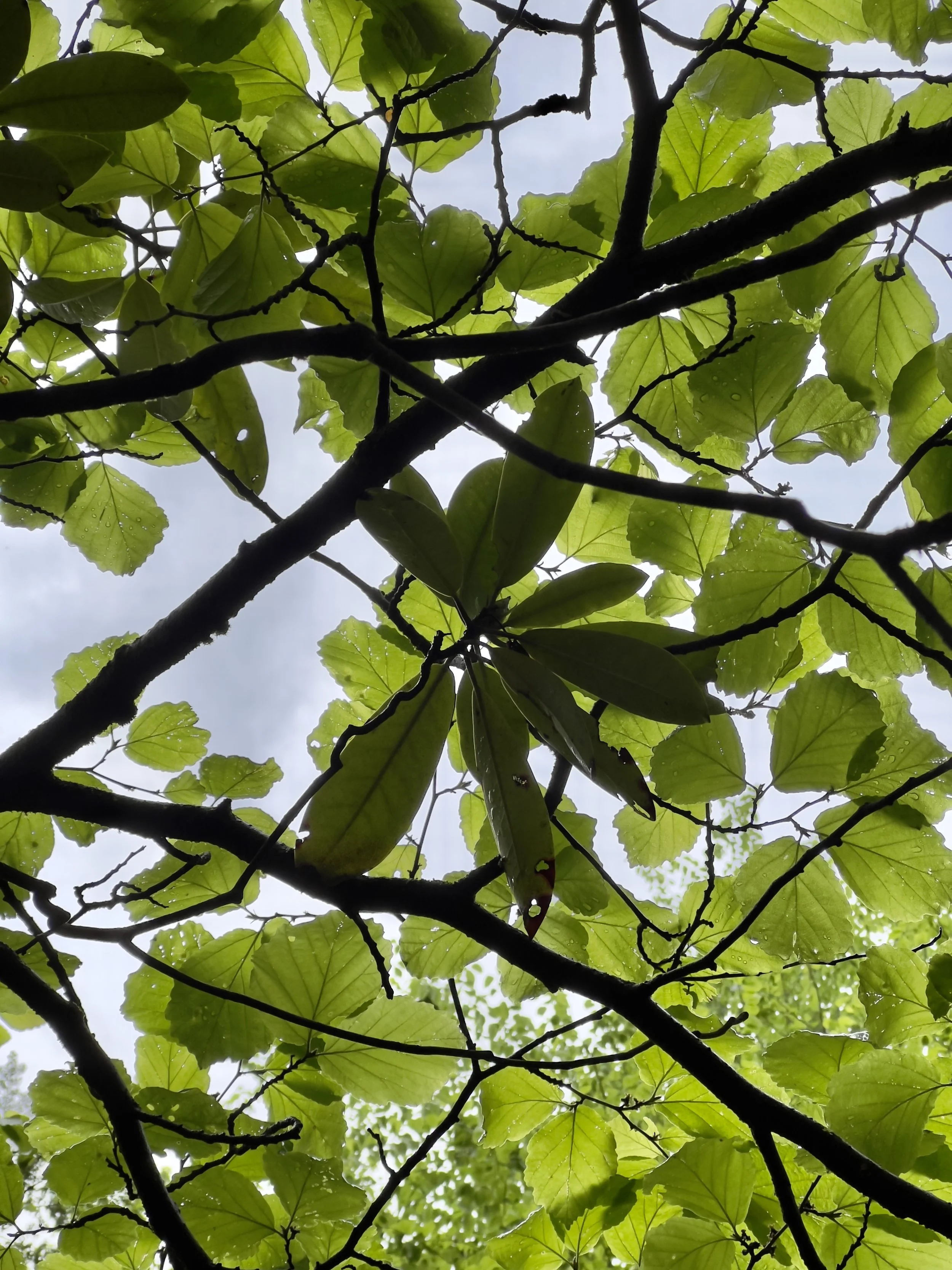 09259D65-4A3F-4396-B0DE-30604A3B804E.jpeg