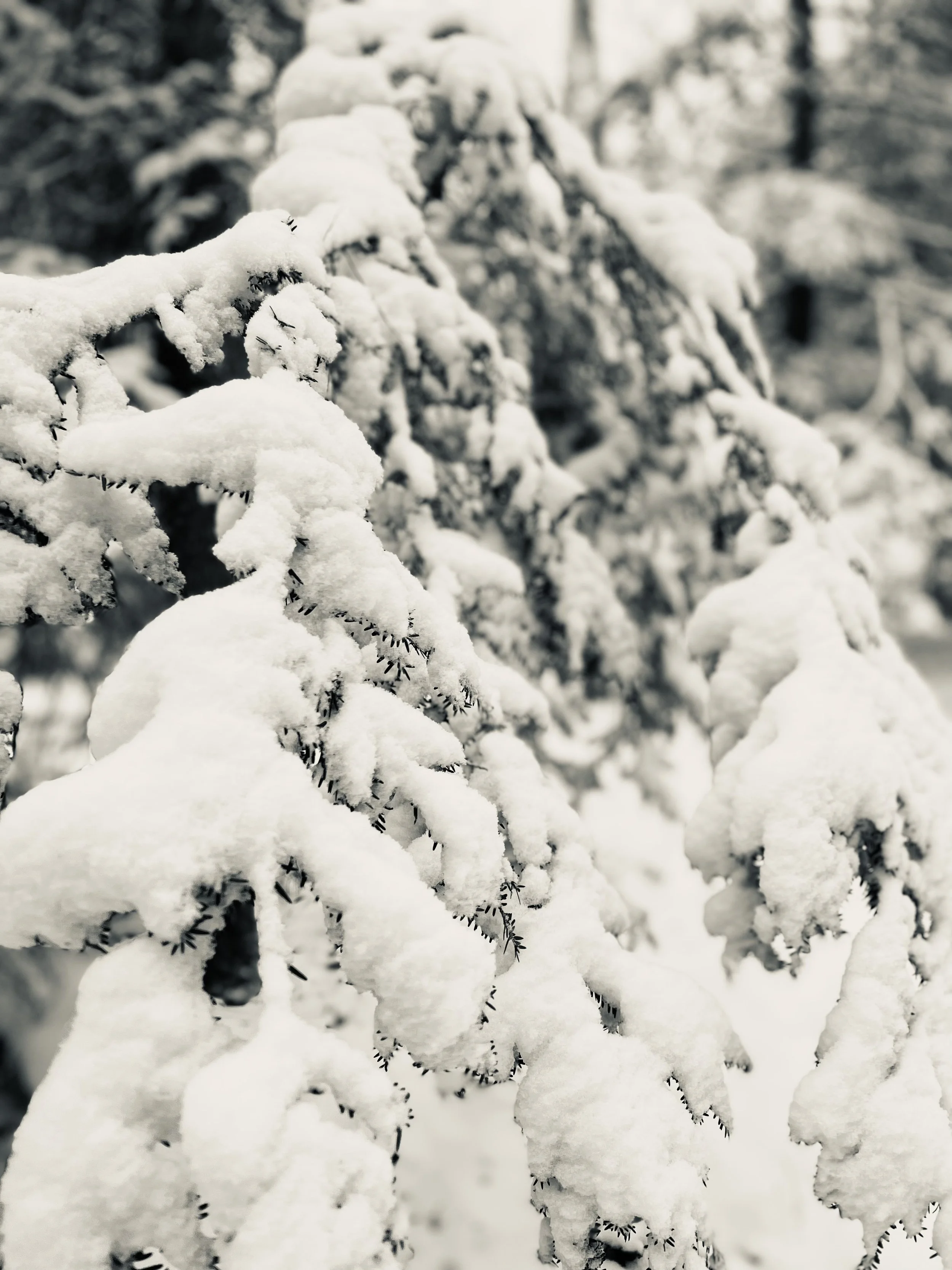 8CC20676-3091-4BD7-9BEC-C961F35C1A5F.jpeg