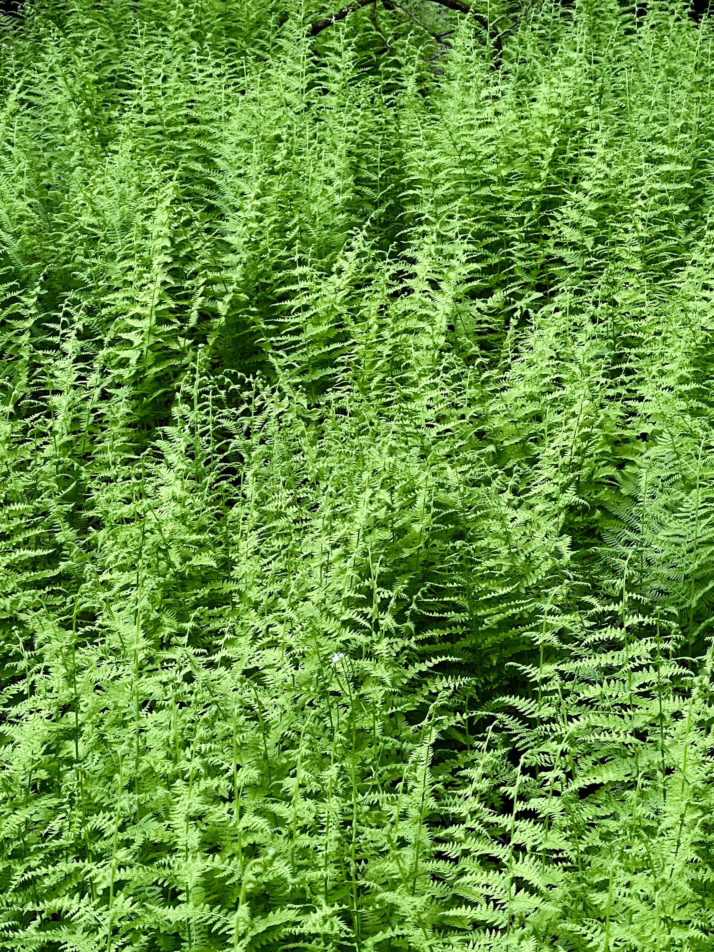 5B597071-DA70-4974-8D04-7828536A808B.jpeg