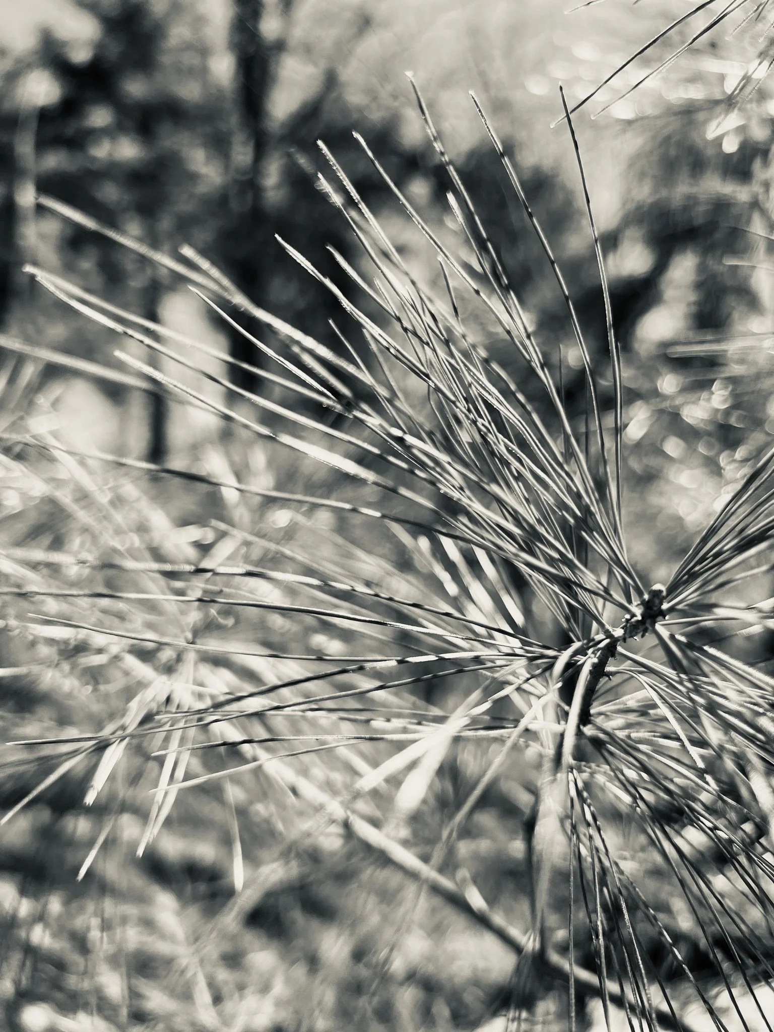 0D3DB6EC-AE2E-4E30-92A9-B77187AEAD6B.jpeg