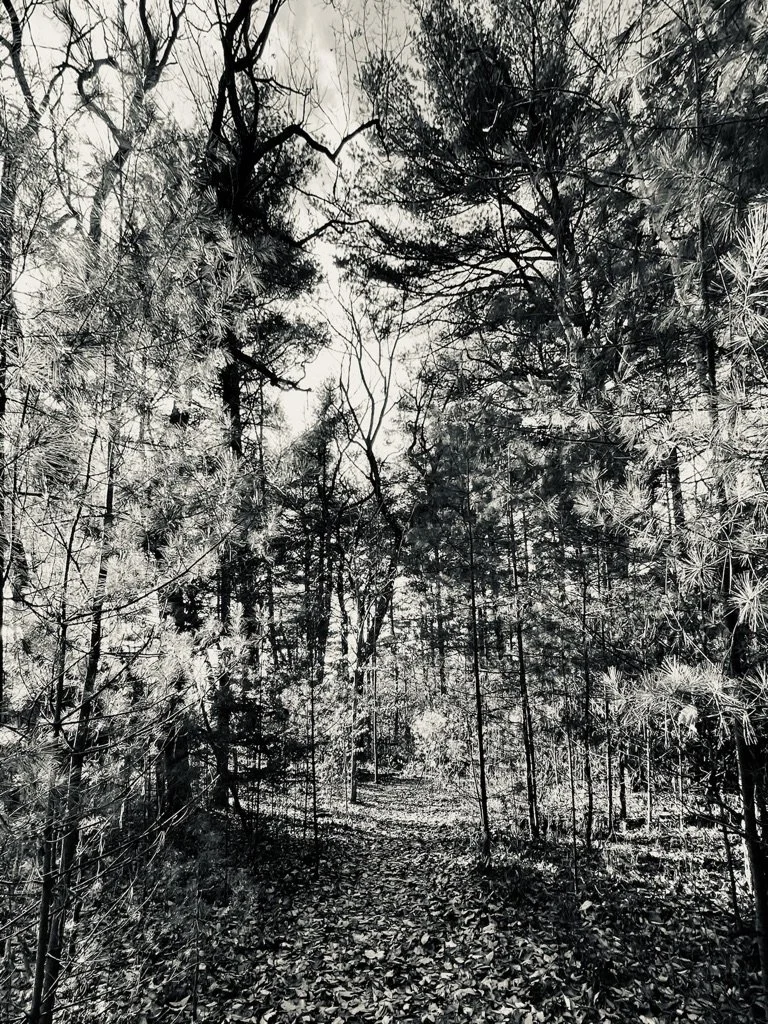 woods_02.JPG