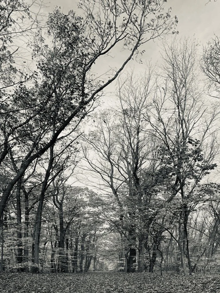 woods_01.JPG