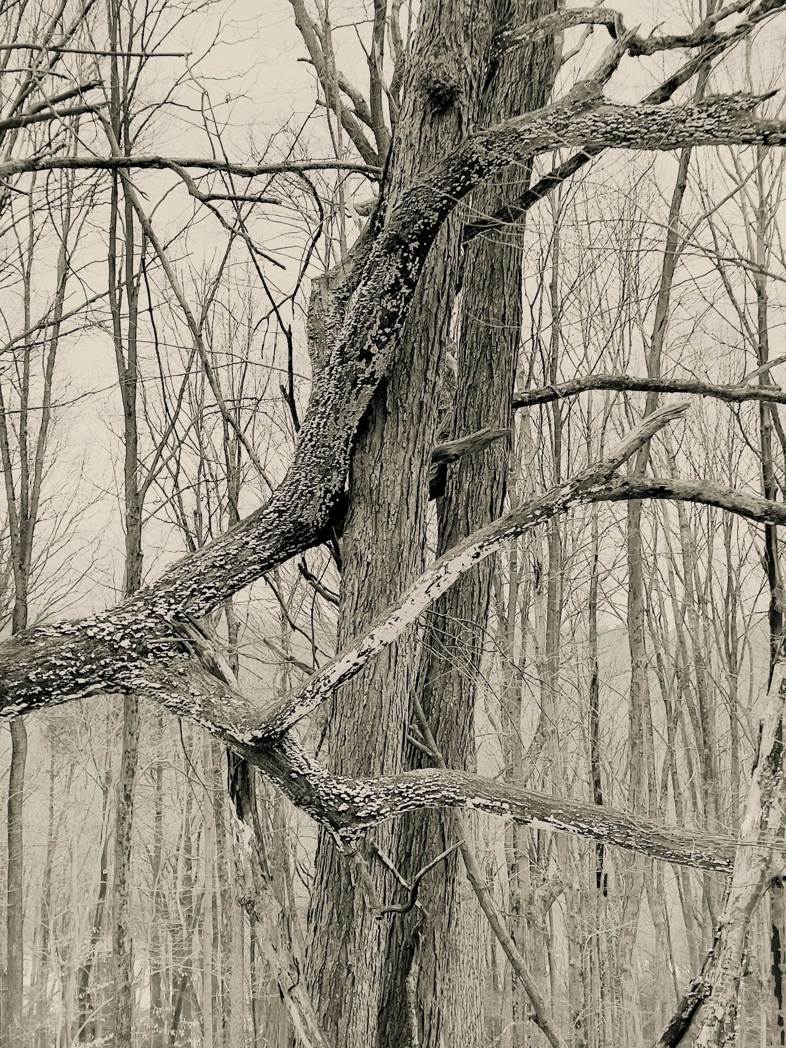 D69BDF4E-1B88-429B-9F26-5AB43603770A_1_201_a.jpeg