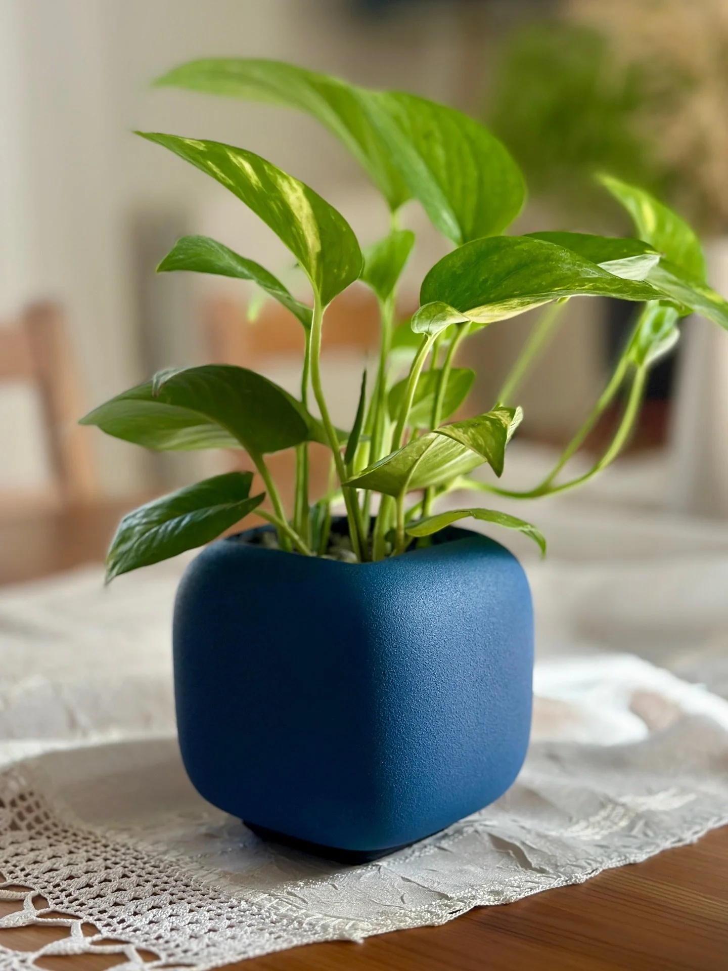 The Pod in the wild - a continuous surface to wrap around your favorite plant #plants #houseplant #homedecor #design #blueaesthetic #greece #ceramicplanter #pottery