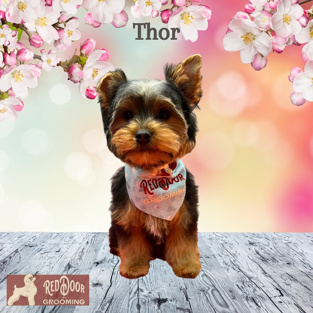 Thor was a very good boy for his first groom! 😍

#yorkiepuppy #yorkiegrooming #mobilegrooming #lawrenceville #bufordga #duluthga #duluthloveslocal #suwanee