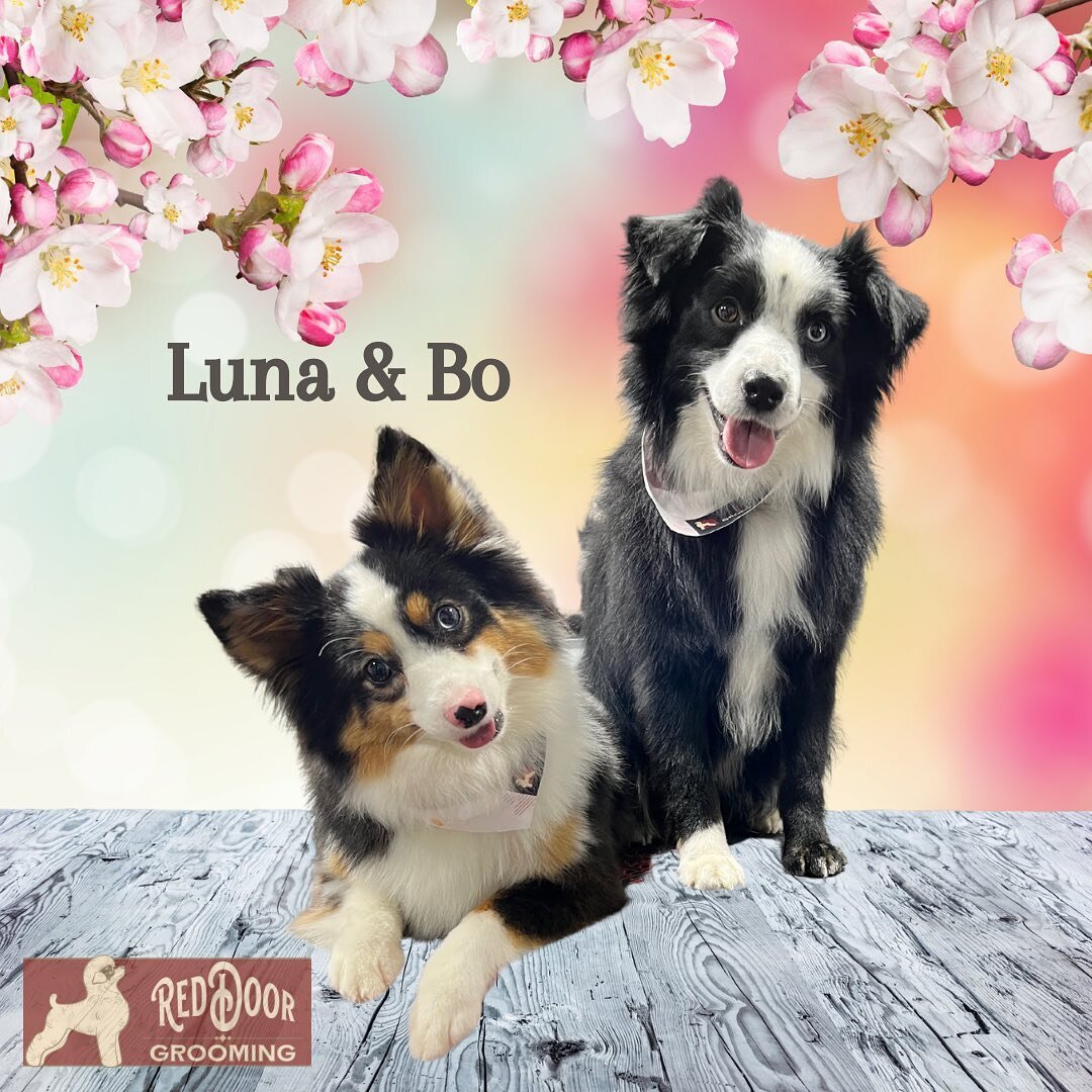 Dynamic duo!
.
.
.
#miniaussie #miniatureaustralianshepherd #bufordga #lawrencevillega #mobiledoggrooming #duluthga #suwaneega  #doggroomer