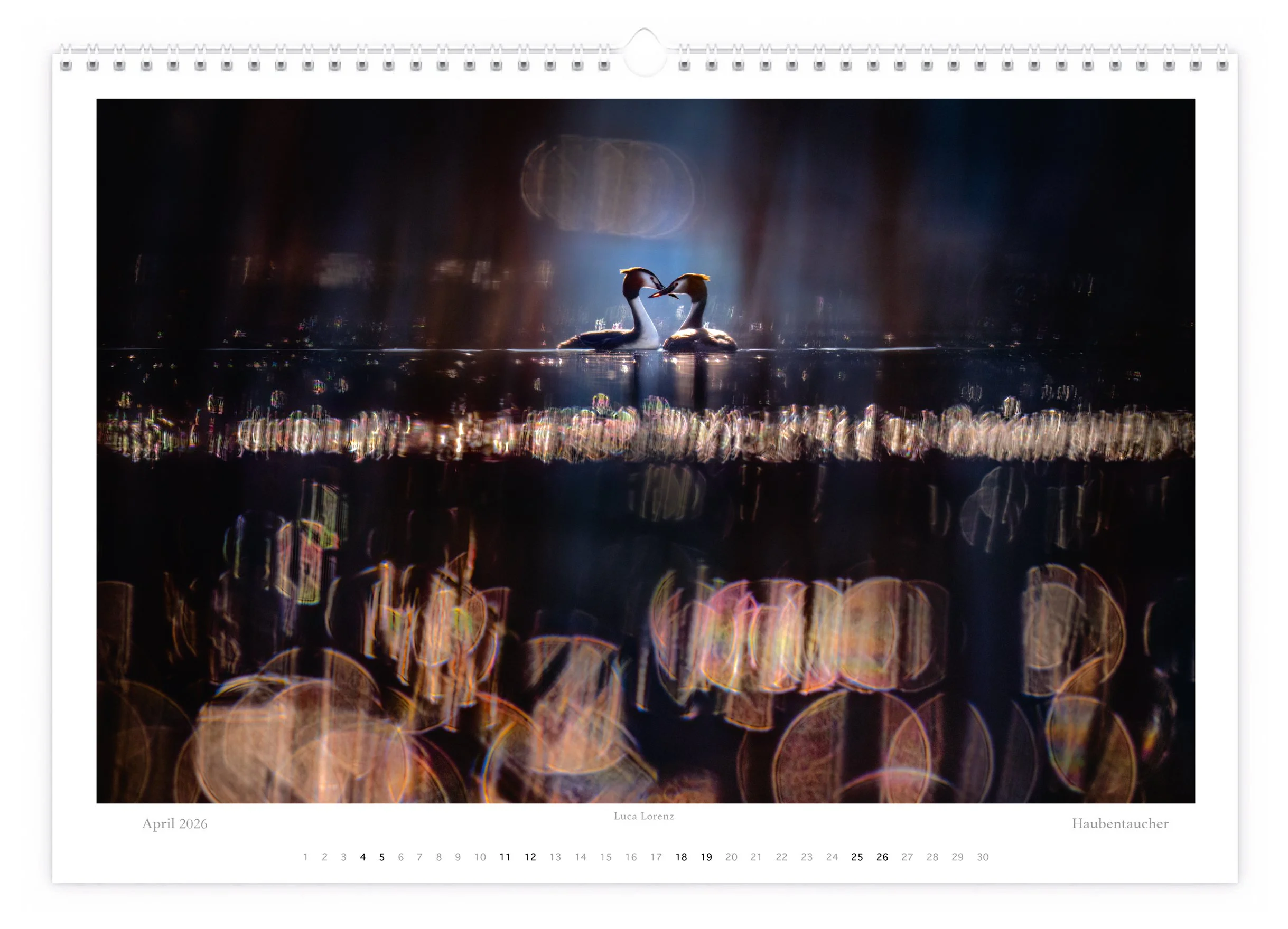 Haubentaucher-Balz Tier-Kalender 2026
