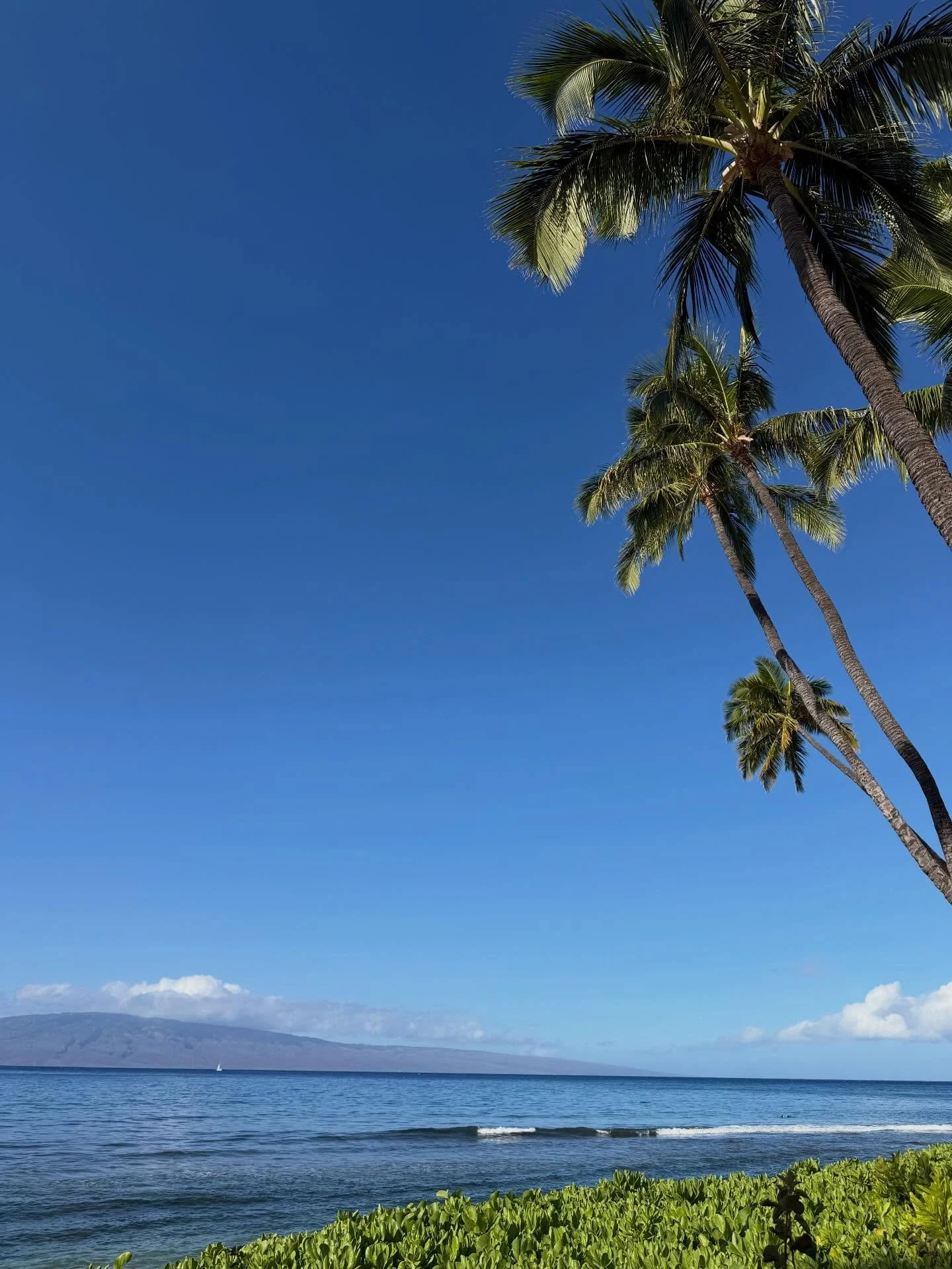 Morning walk sights 💙 swipe to see a whale breaching as seen from shore, a green sea turtle and a rainbow even showed up! #honu #humpback