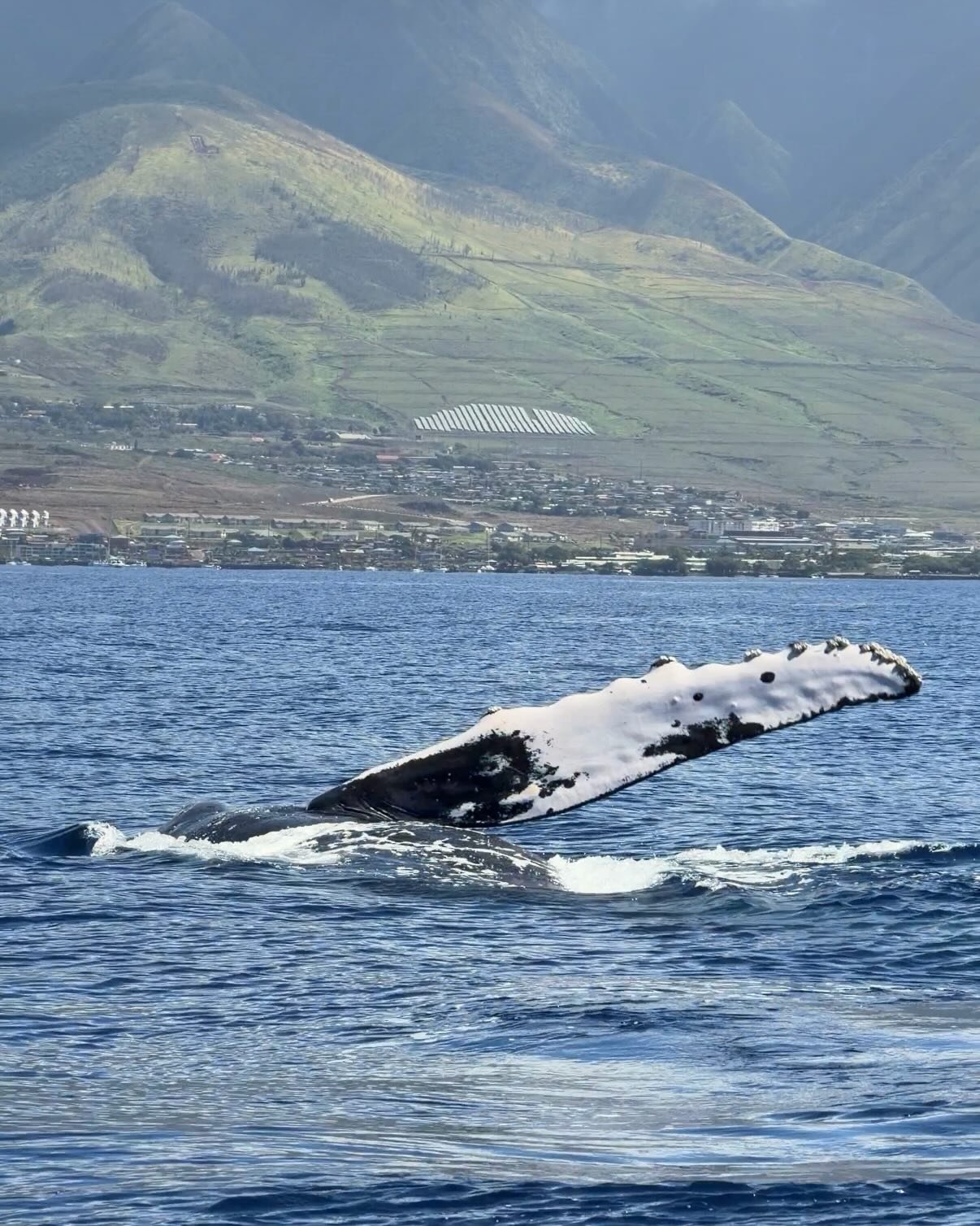 All whales, all the time 🐳 the entire trip was a highlight reel! It&rsquo;s also never lost on me what a privilege it is to see these animals. Everything I&rsquo;m doing through art, photography, education is my own personal way to contribute to the