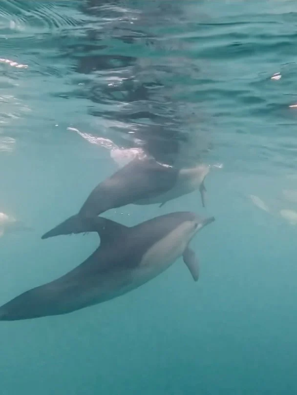 Common Dolphins 🐬Whale season is over here on the East Coast of Australia so I headed up to Port Stephens for a swim with the resident dolphins! Big thanks to @dolphinswimaustralia for a fabulous trip #dolphins #marinelife #gopro