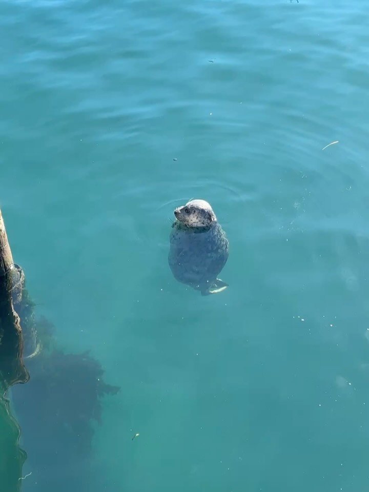 Harbor seals, gray whales, bird swarm, stunning weather &ndash; can&rsquo;t ask more of a January day on Monterey Bay 💙 #marinelife #winter