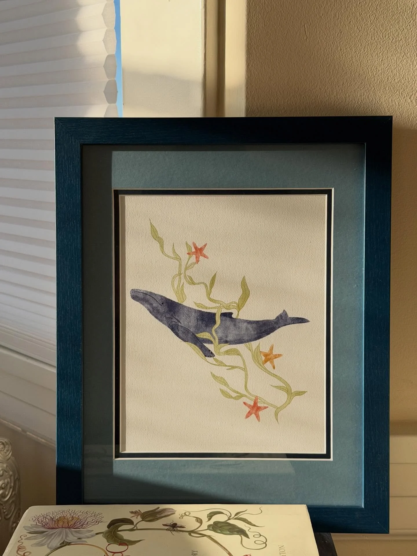 Kelping 💙swipe to see a video I was able to get of this behavior! Whales and dolphins roll around in kelp for a variety of reasons, the most common is likely for &lsquo;skincare&rsquo; to help remove parasites, it could also be for the massage like 