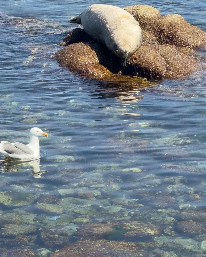 Friday mood - scenes from Monterey Bay #harborseal #kelp #sealion