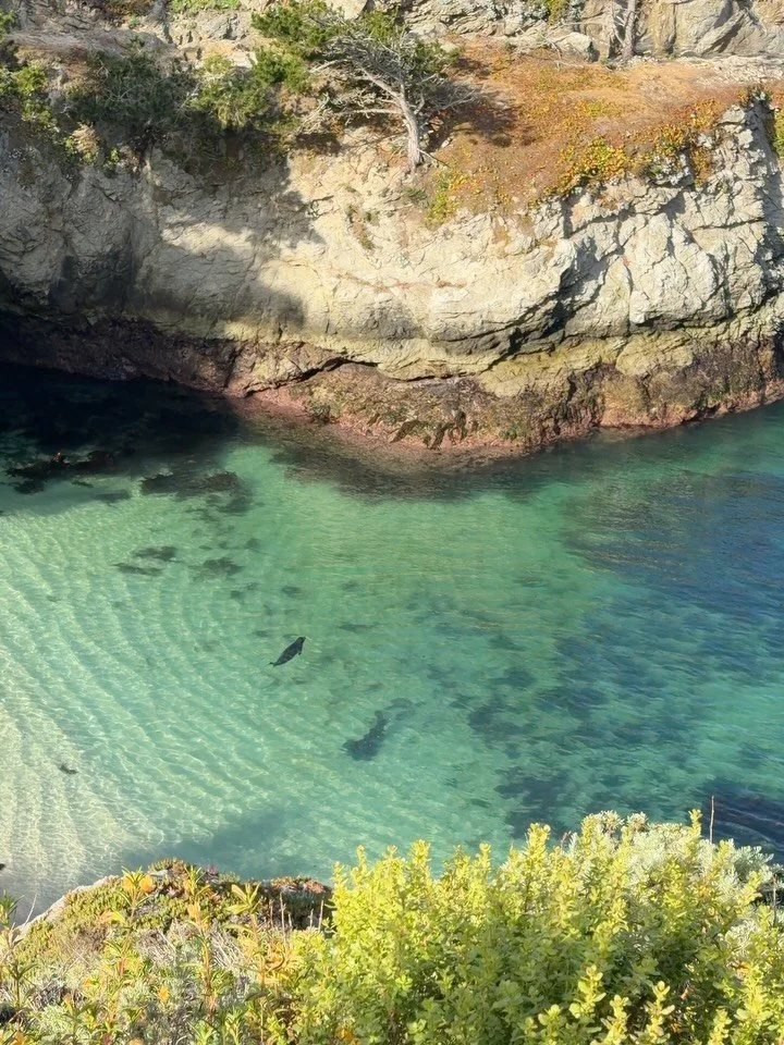 Seal friends of Point Lobos 🤍#harborseal