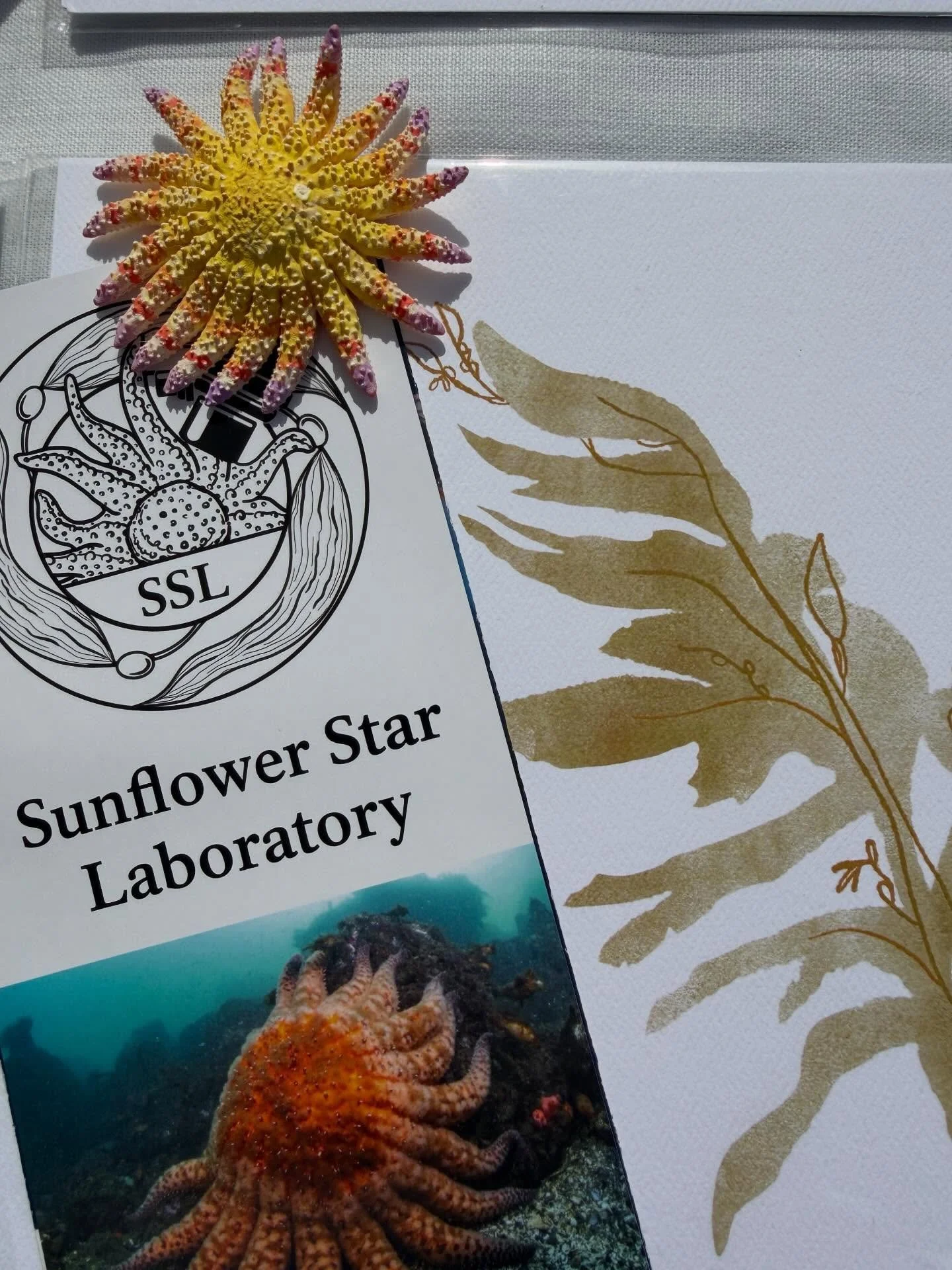 Earth Day 🌏 today I wanted to highlight @sunflowerstarlab and their amazing work to help the kelp! Kelp is vital to our oceans and the animals within it. So what&rsquo;s happening? It starts with the natural food chain: Sunflower stars eat urchins, 
