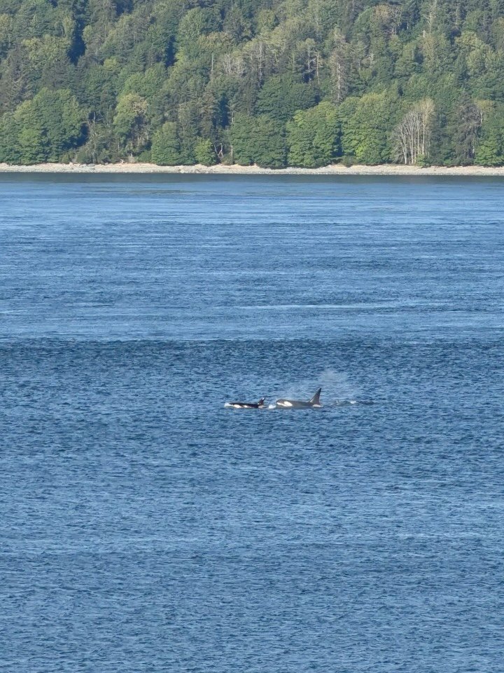 KWs! Not 30mins into being here a pod of orca swim by our AirBnB - so grateful to see these beautiful animals in the wild 🫍 @orcabehavior