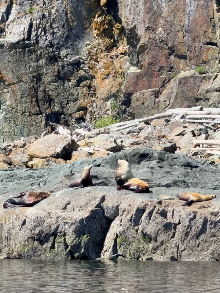 Steller Sea Lion 🦭perhaps relatives of Chonkers! They are descendent from bears - the more you know 🐻 #stellersealion