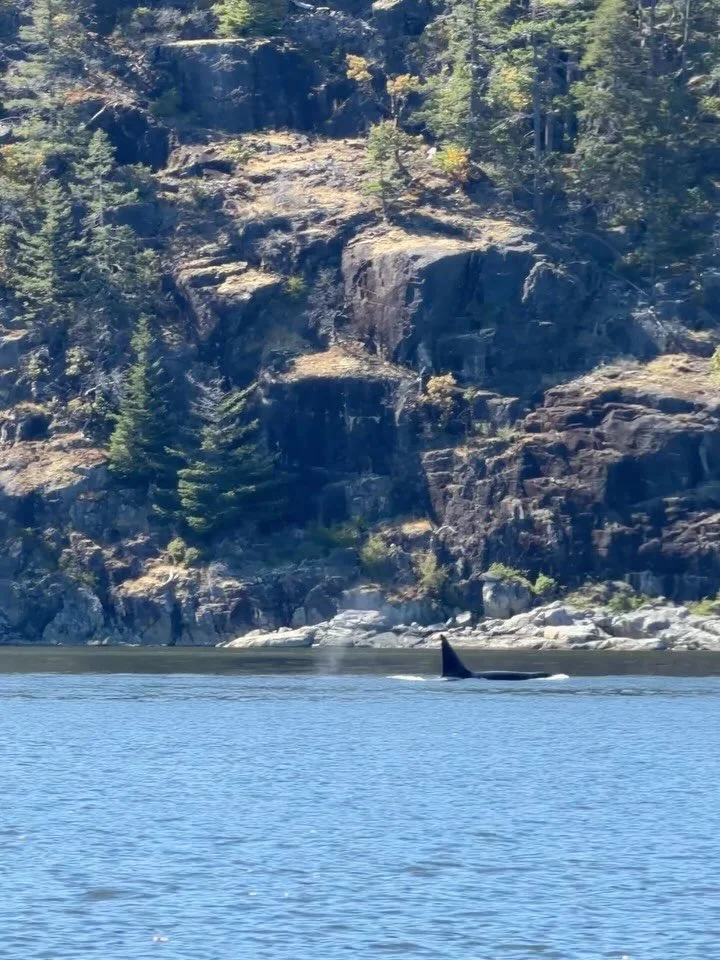 T087, Harbeson 🖤 born in 1962, one of, if not the oldest living male Bigg&rsquo;s (Transient) orca in the Pacific Northwest area - such a privilege to see him. Does anyone know who he might have been traveling with? #campbellriver #vancouverisland
