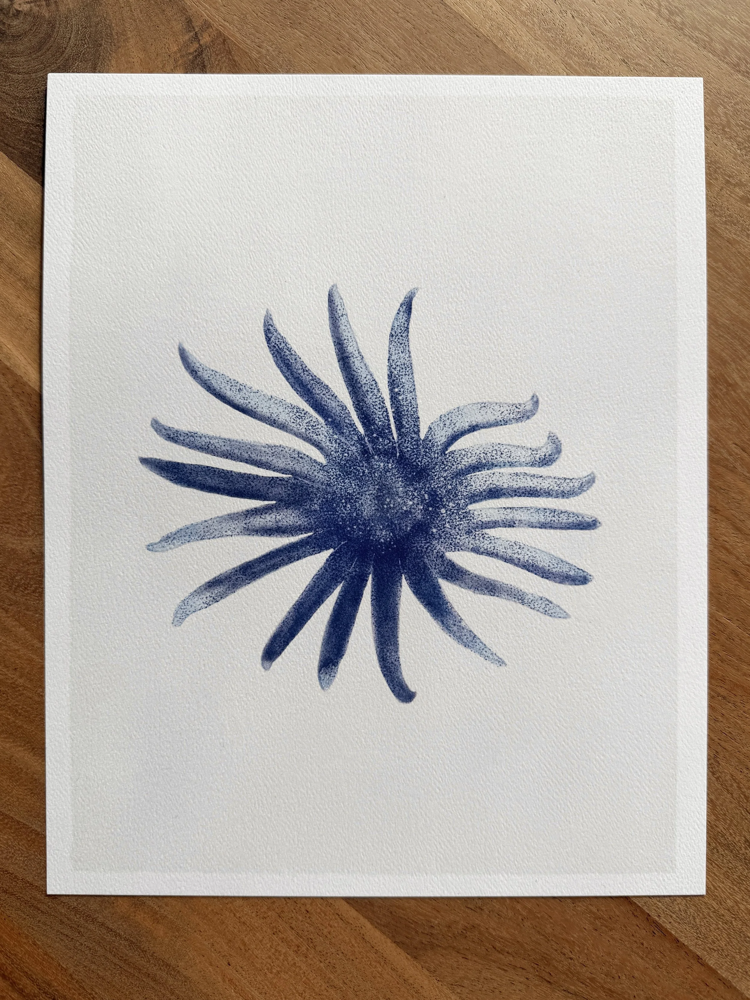 seastar.jpg