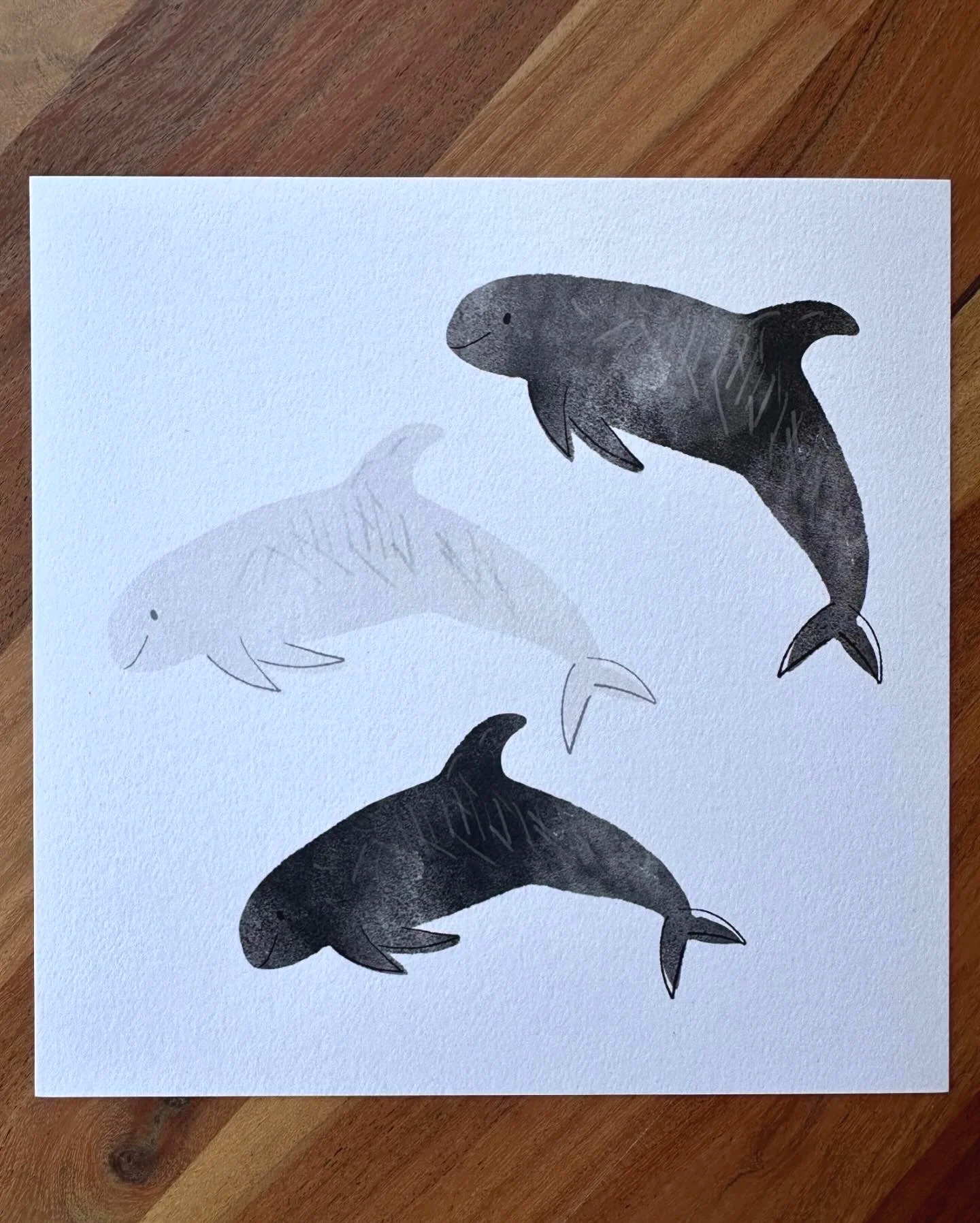 rissosdolphinswithcasper.png