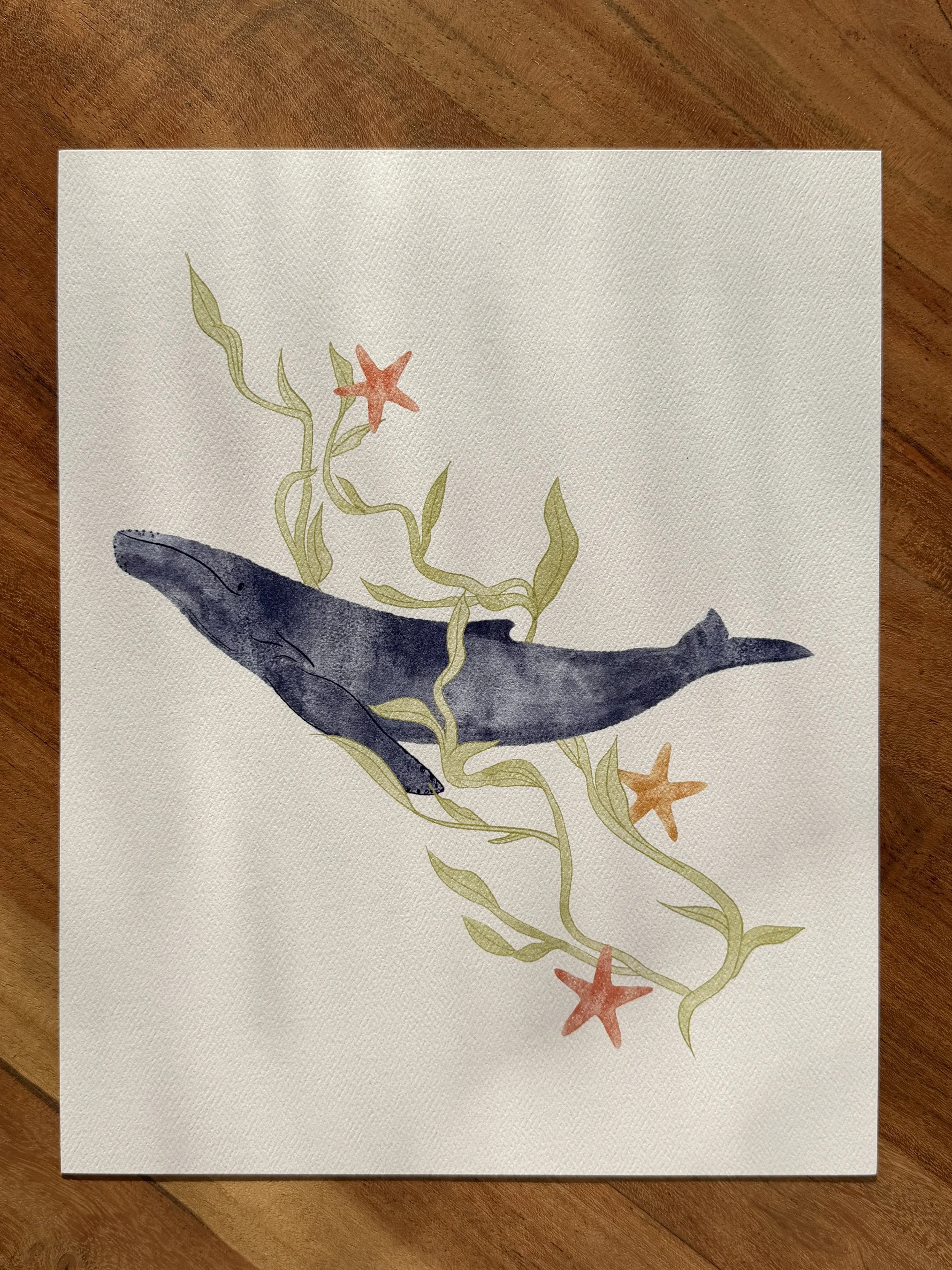 Humpback Whale & Kelp