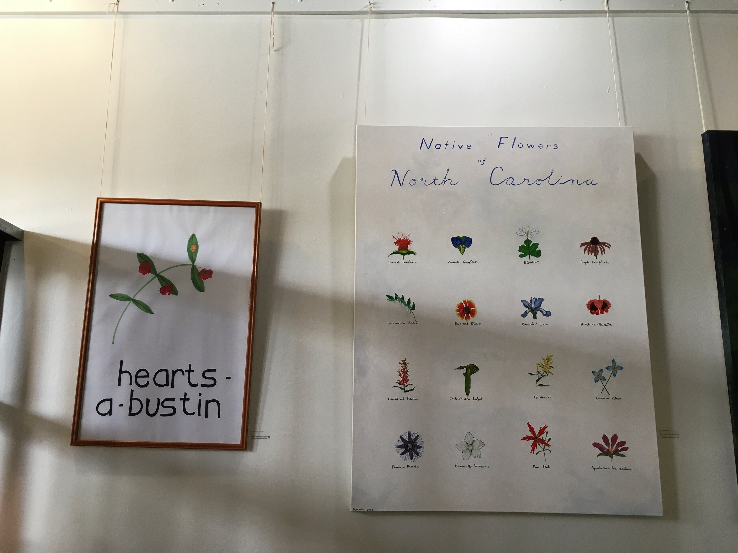 Hearts-a-Bustin; Native Flowers of North Carolina
