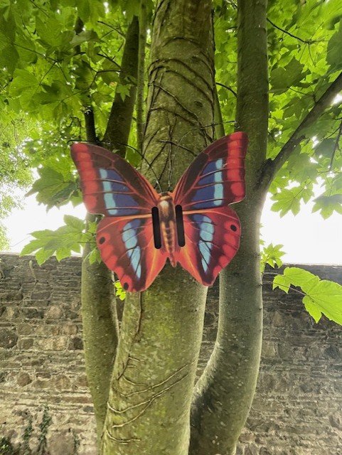 Butterfly.jpg