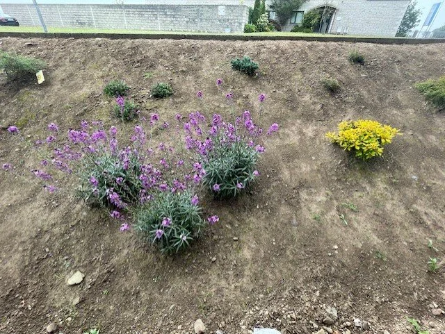 plantings3.jpg