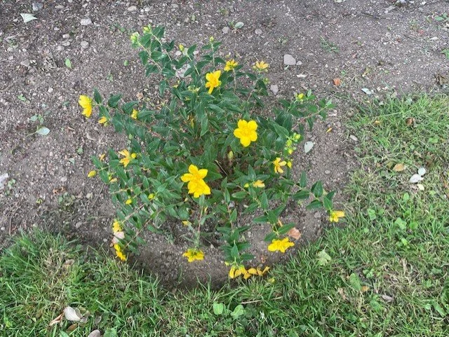 StJohnsWort.jpg