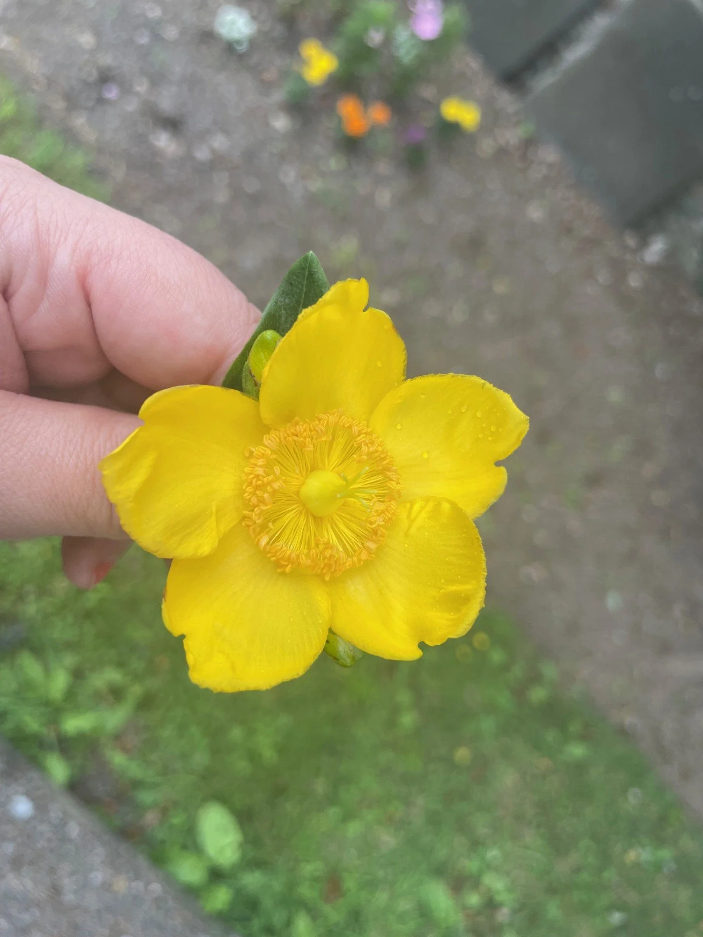 StJohnsWort2.jpg