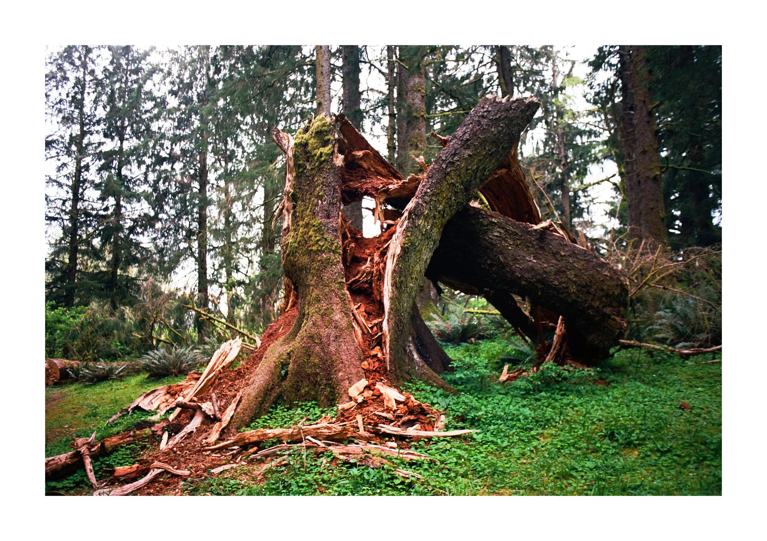 Michelle Bardino Vela