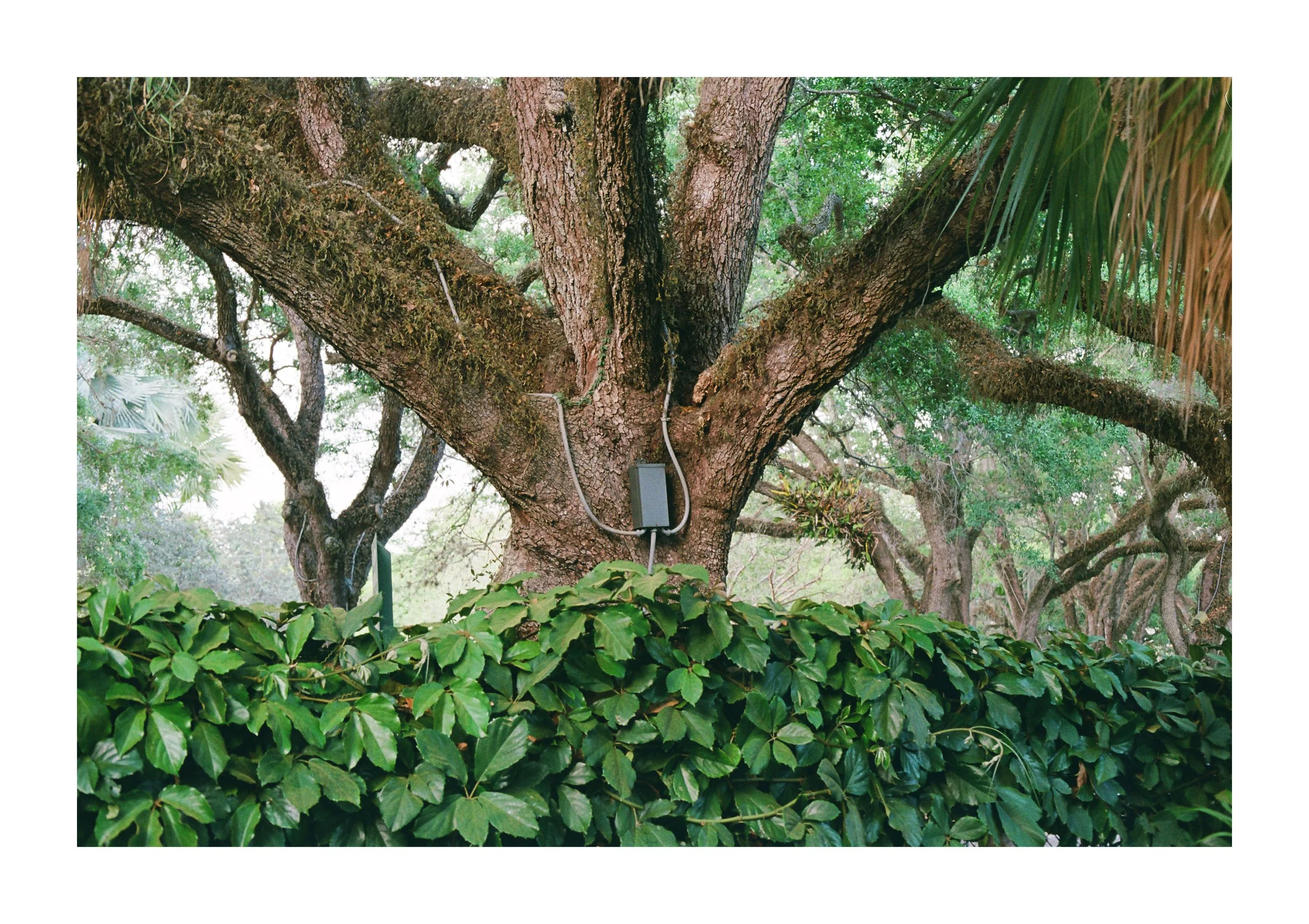 Daniel Vinicio Abreu