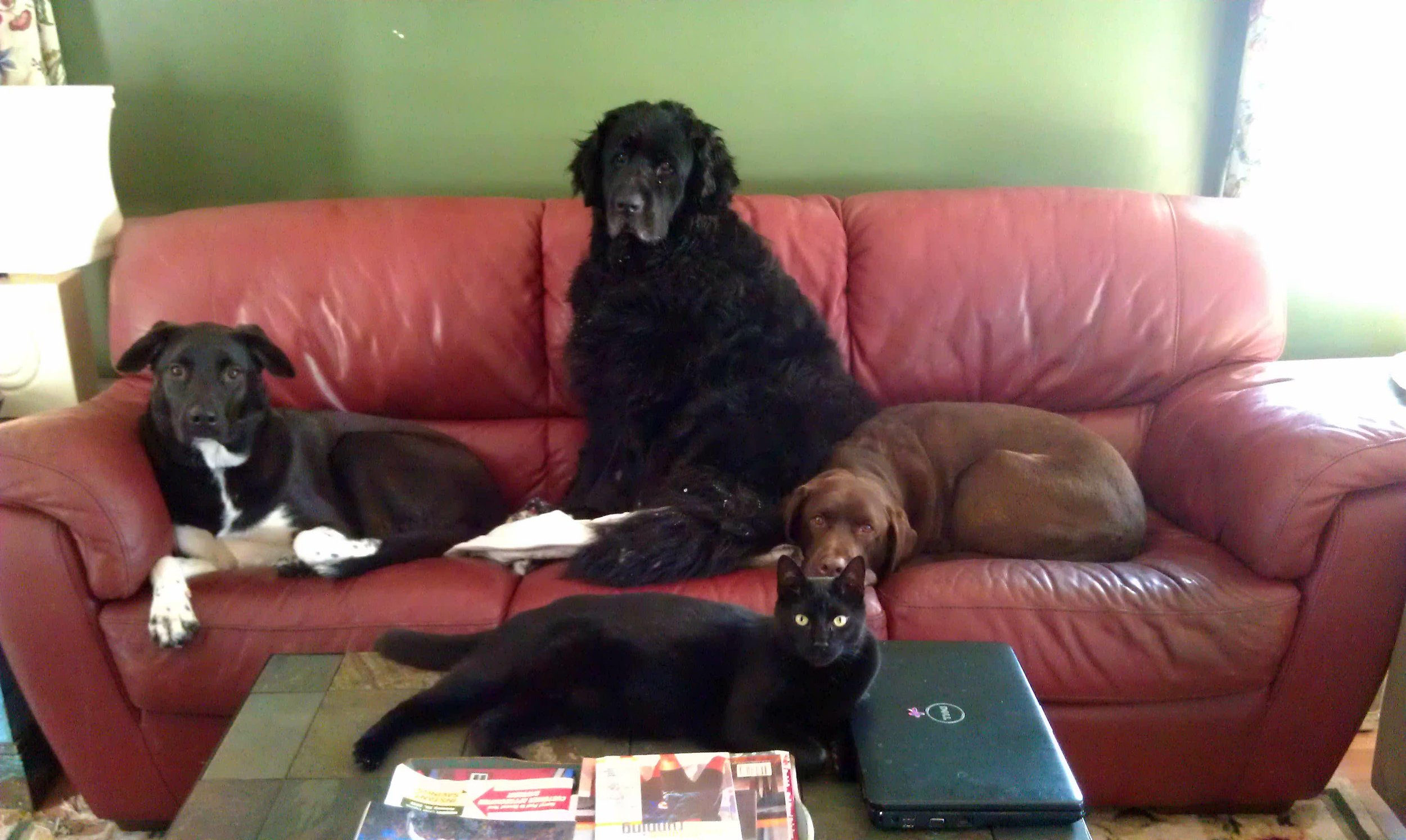 Three dogs and a cat resting on a red couch indoors.