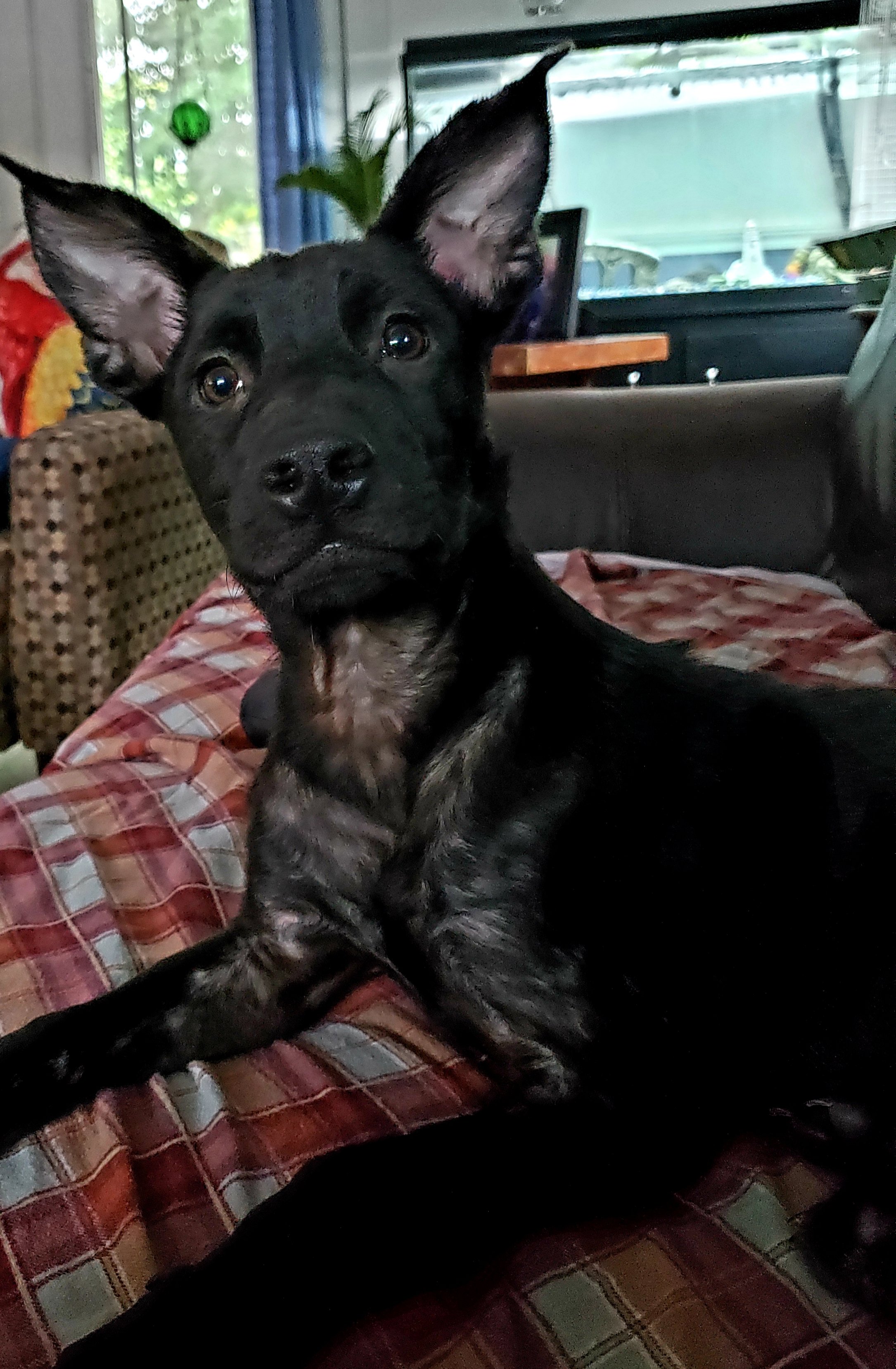 Black dog with pointed ears sitting on a plaid blanket in a living room.