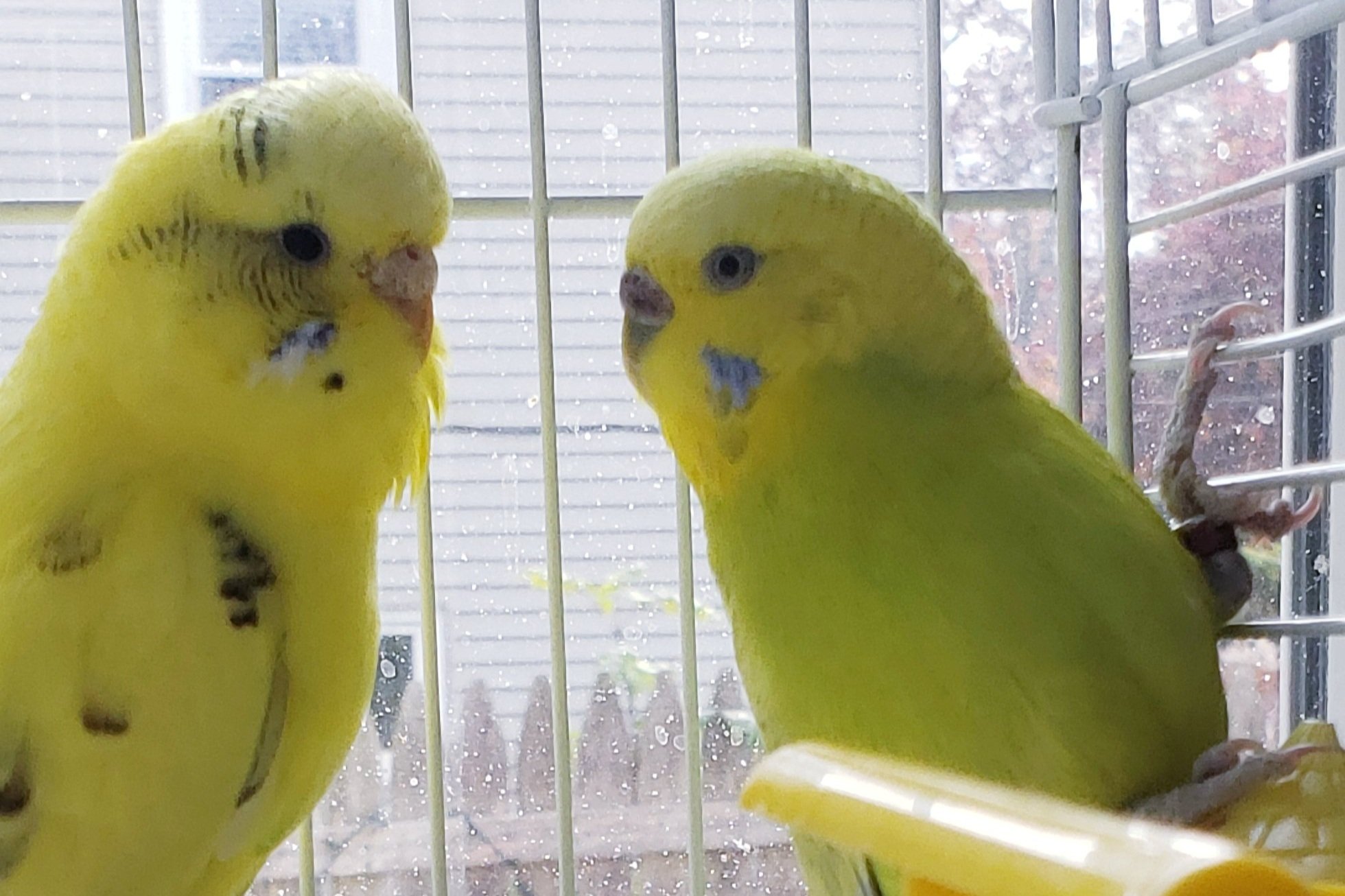 Two yellow budgies perched inside a birdcage.