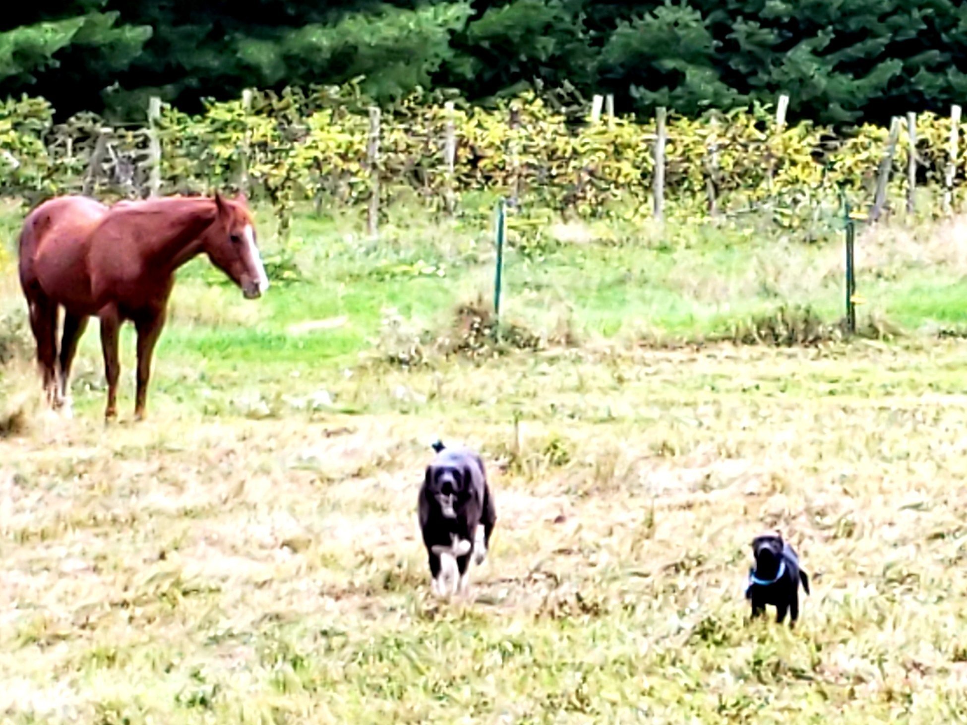A horse and two dogs in a grassy field with a vineyard in the background.