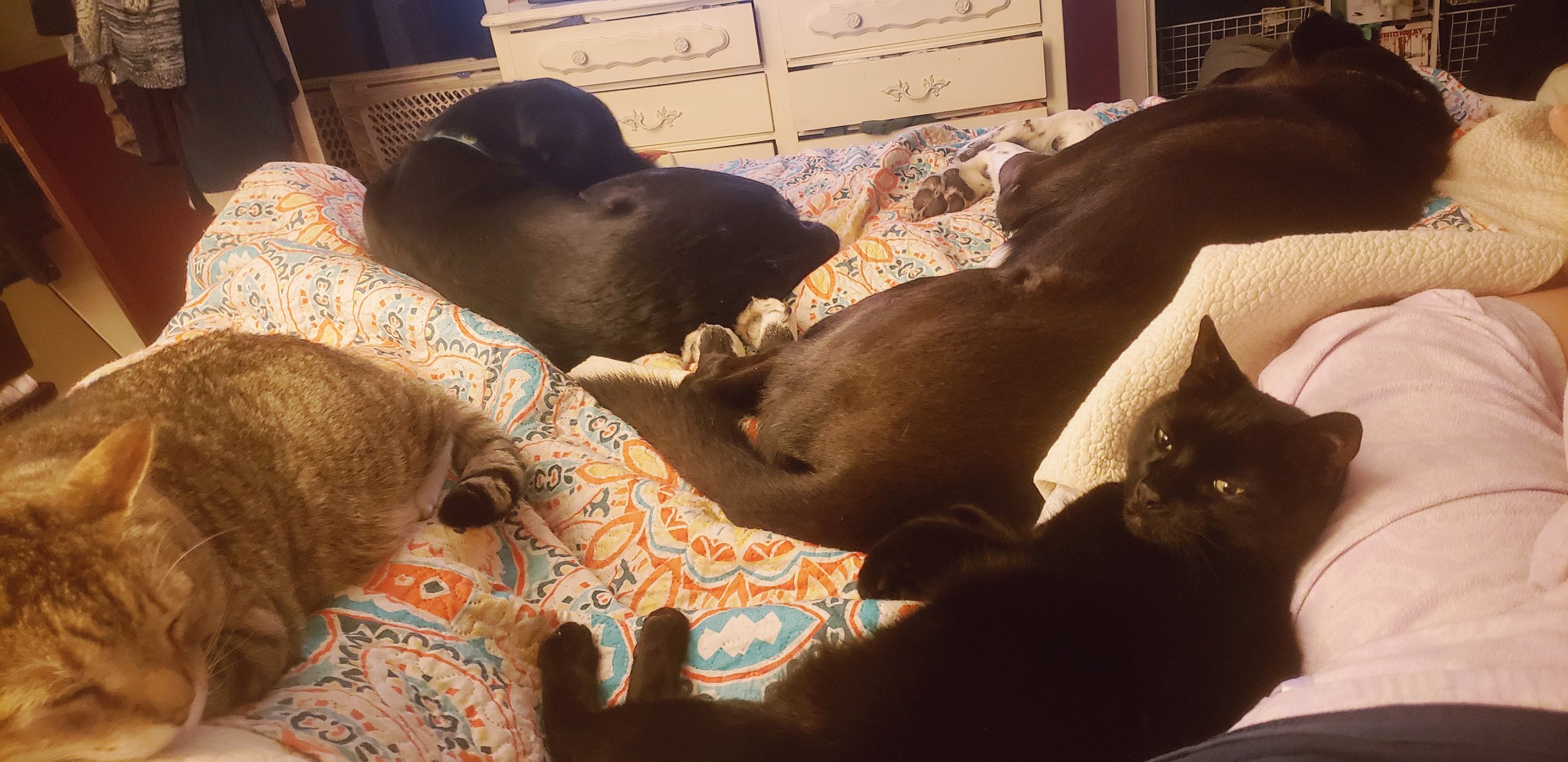 Two cats and two dogs sleeping on a colorful quilt on a bed in a cozy room.