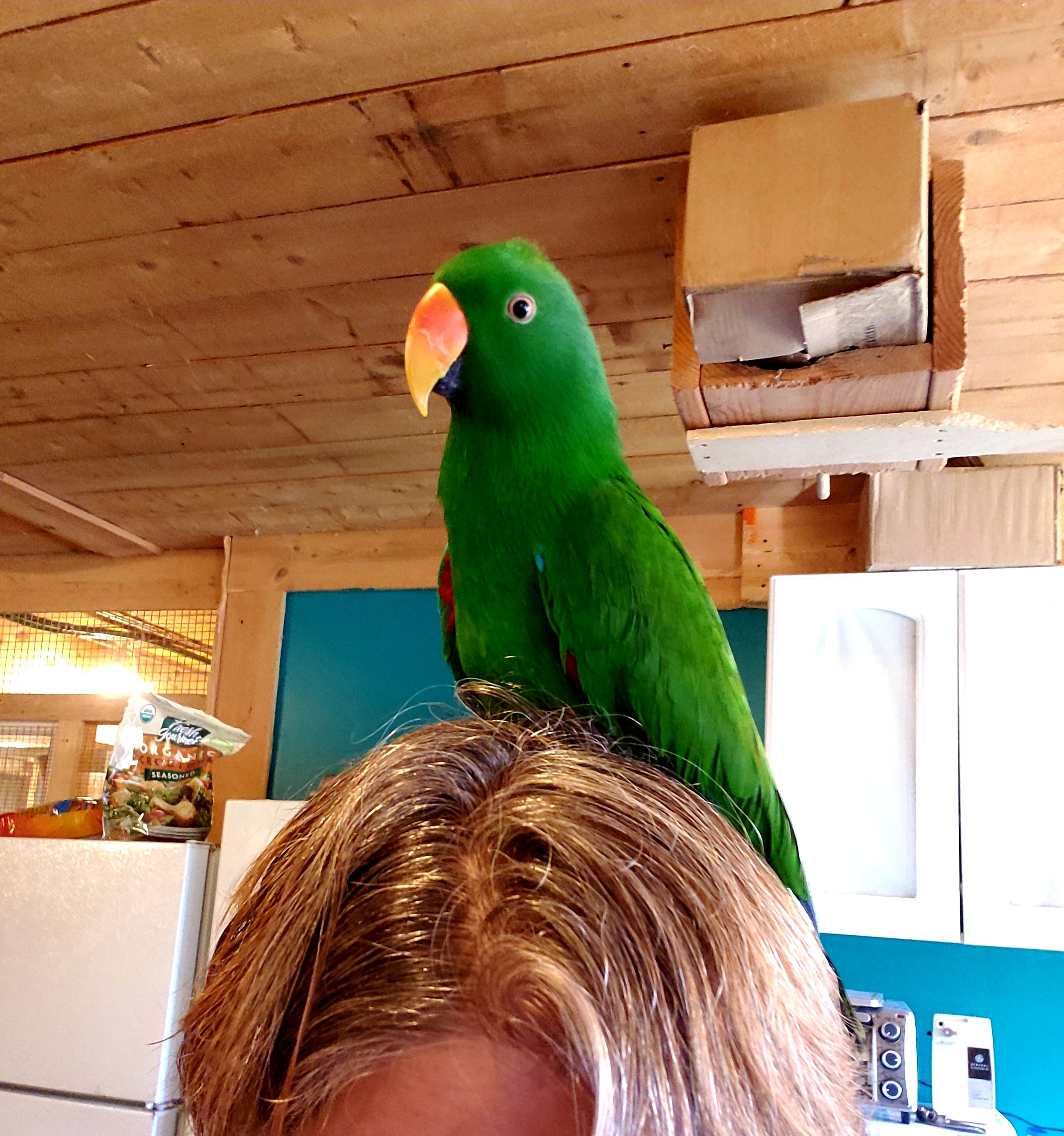 Green parrot perched on person's head in a kitchen.