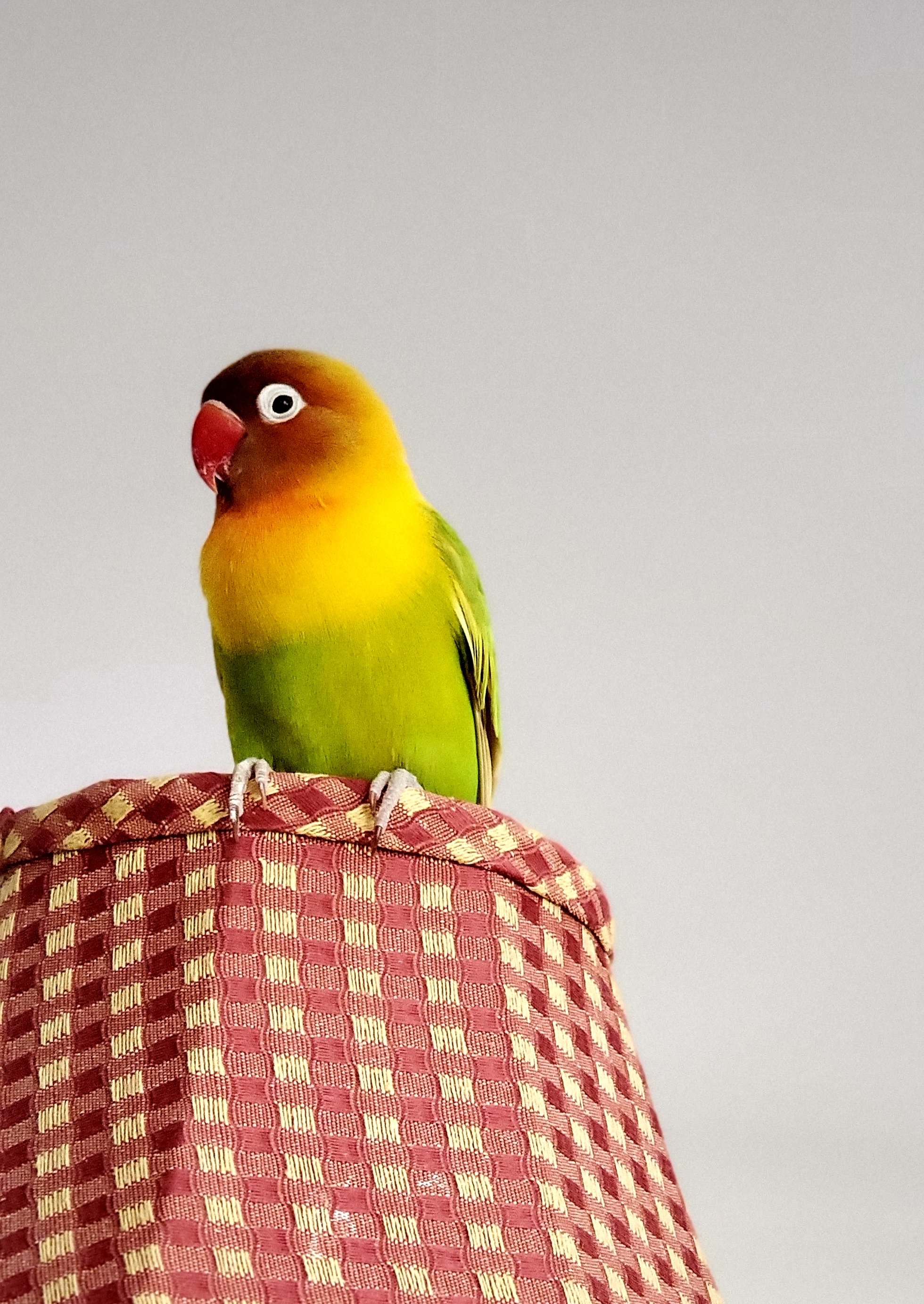 Colorful lovebird perched on a patterned lampshade against a neutral background.