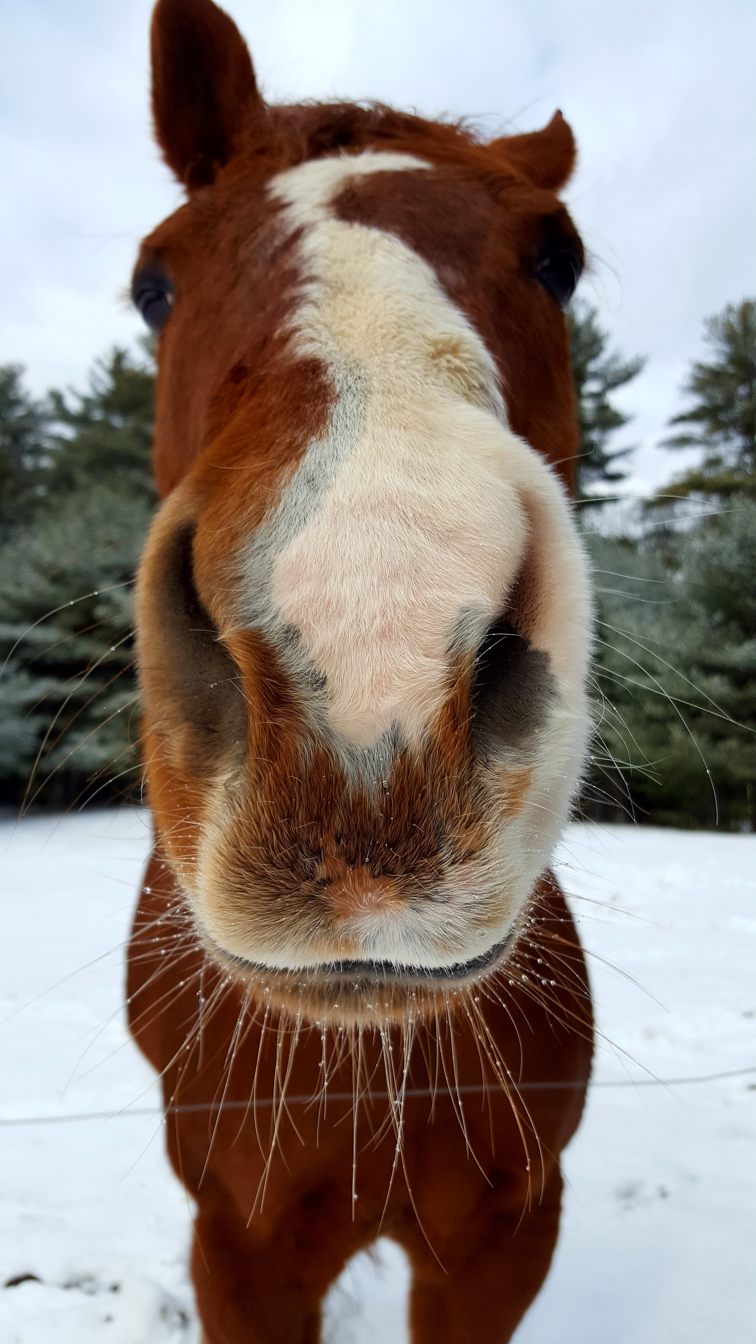 Close-up of a horse's nose and mouth with snow in the background.