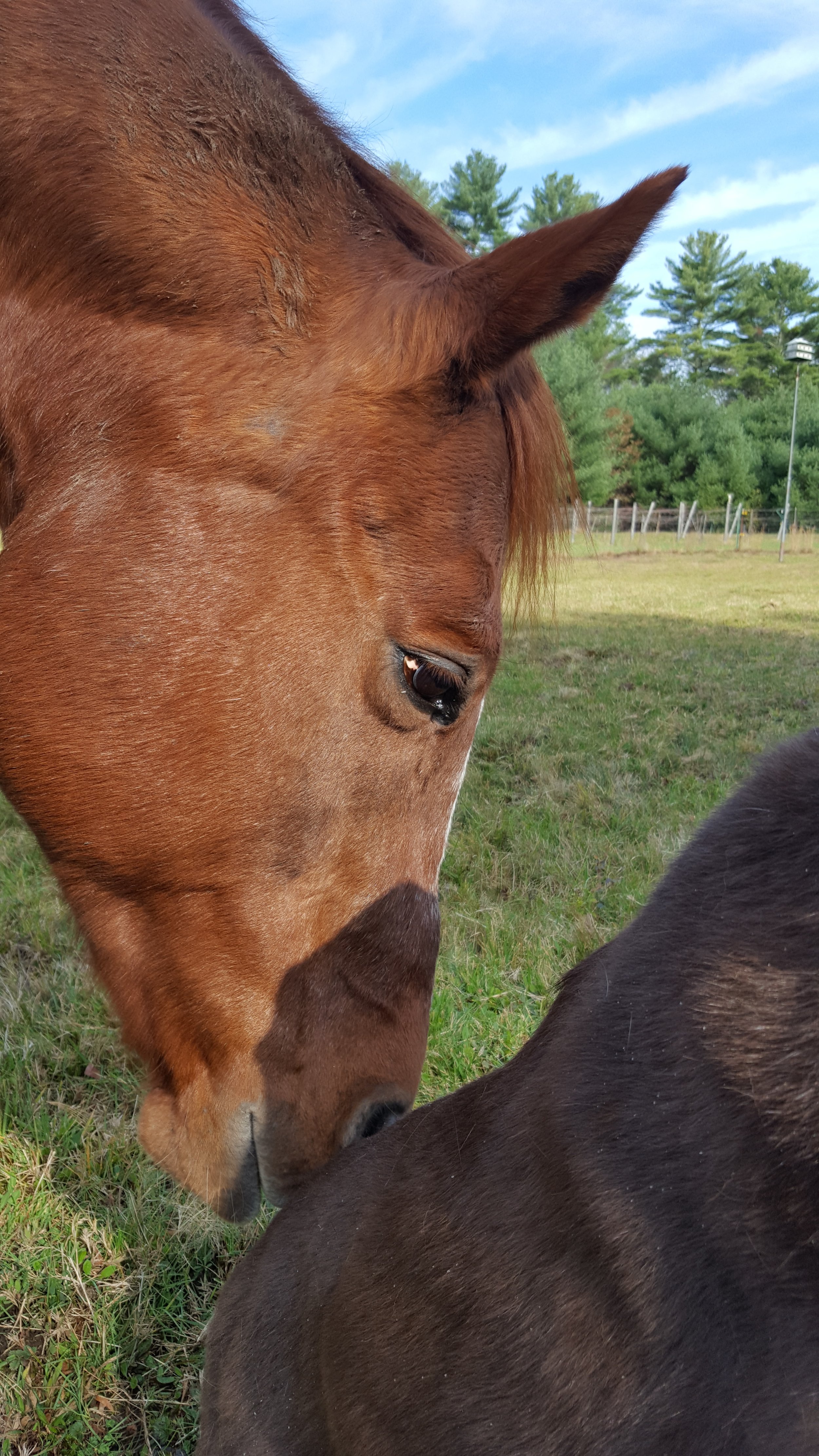 Close-up of a brown horse nuzzling another horse in a grassy field with trees in the background.