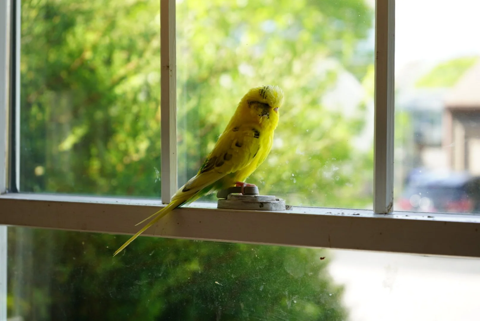 A yellow budgerigar perched on a windowsill.