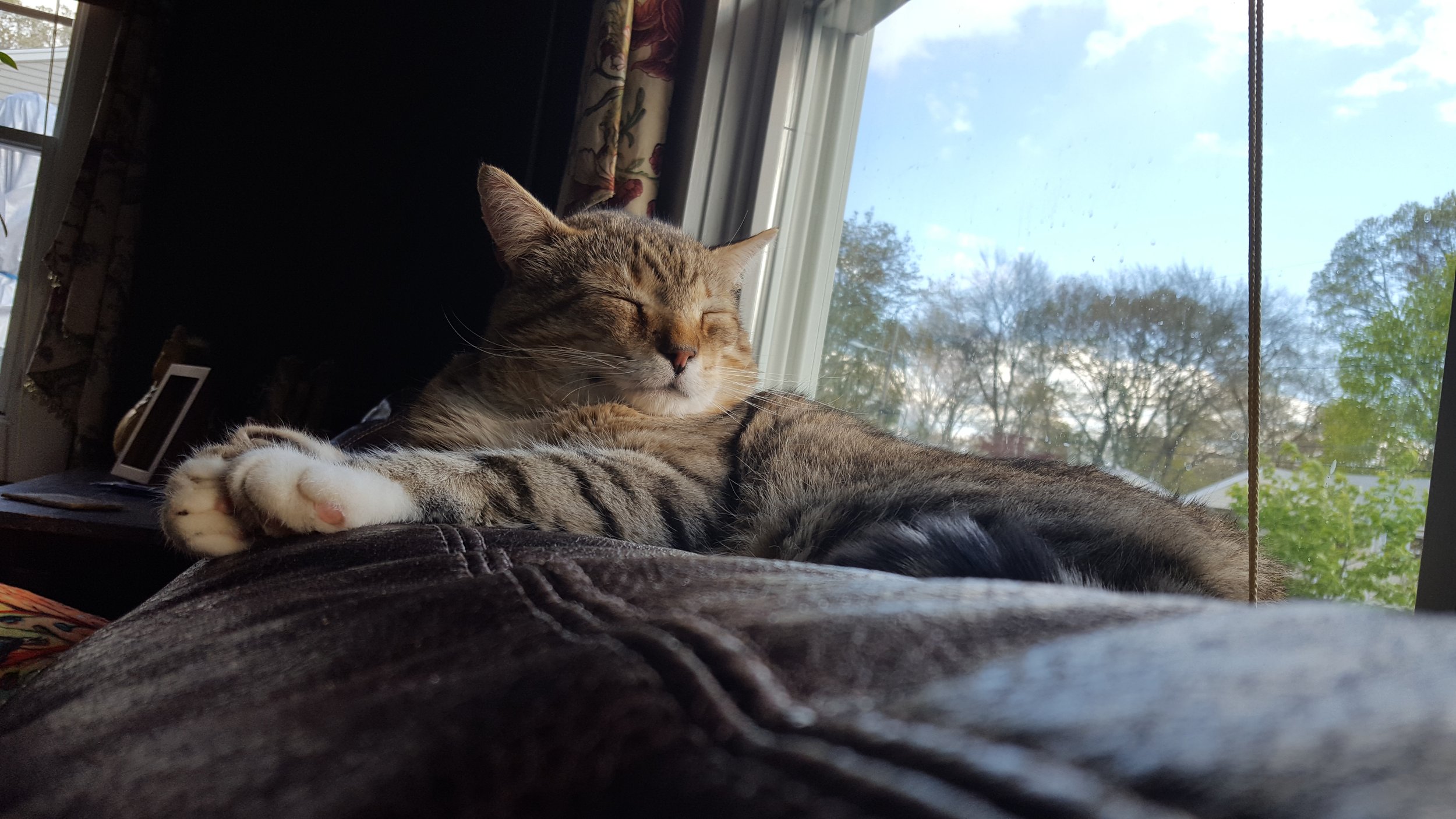 A tabby cat lying on a couch, eyes closed, near a window with trees visible outside.